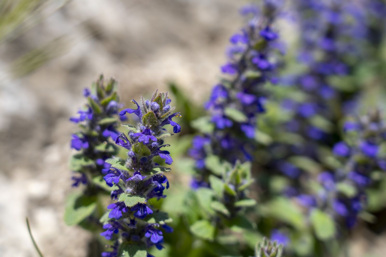 Sony FE 24-105mm F4 G OSS sample photo. Flowers, nature, purple photography