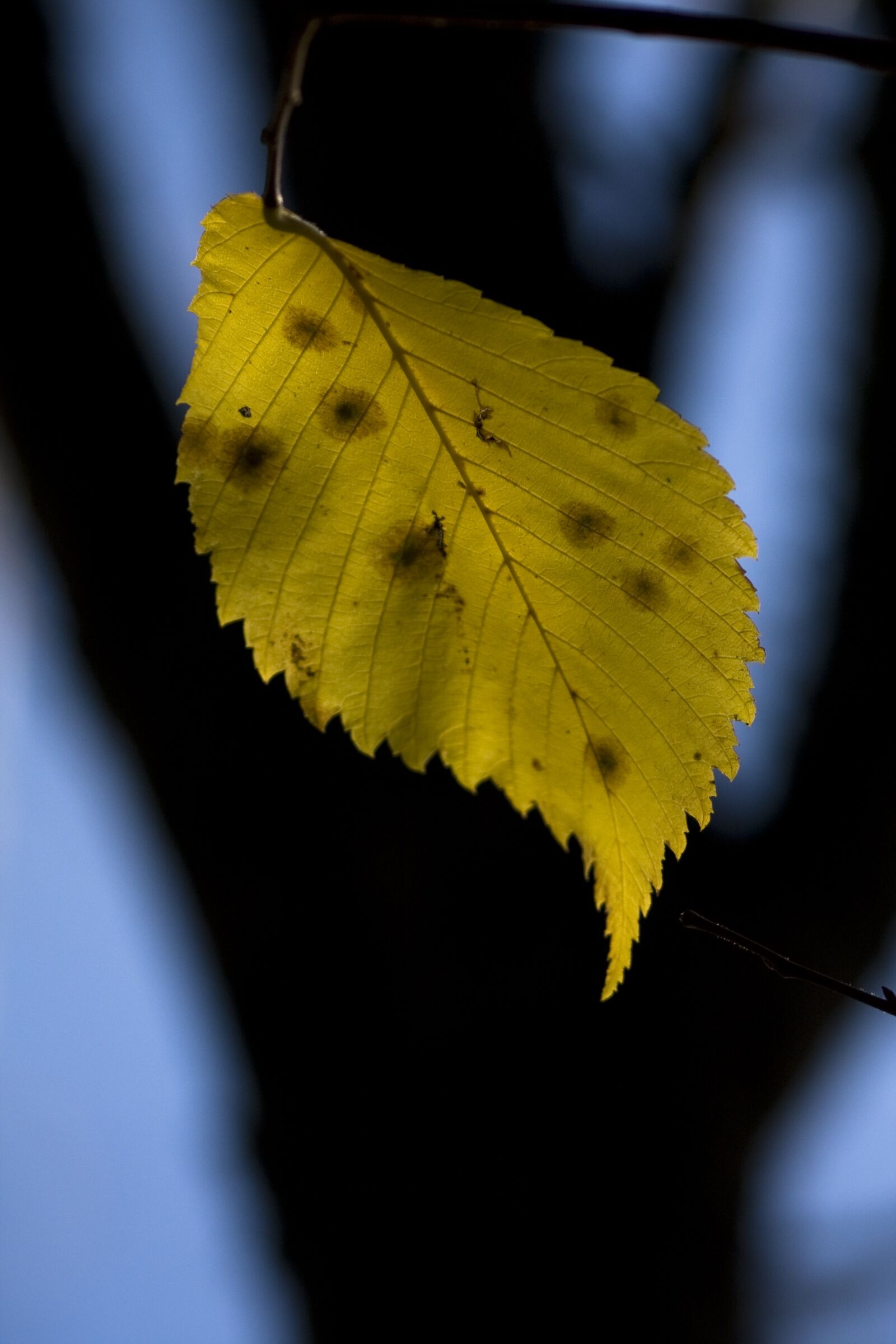 Canon EOS 40D sample photo. Leaf, autumn, nature photography