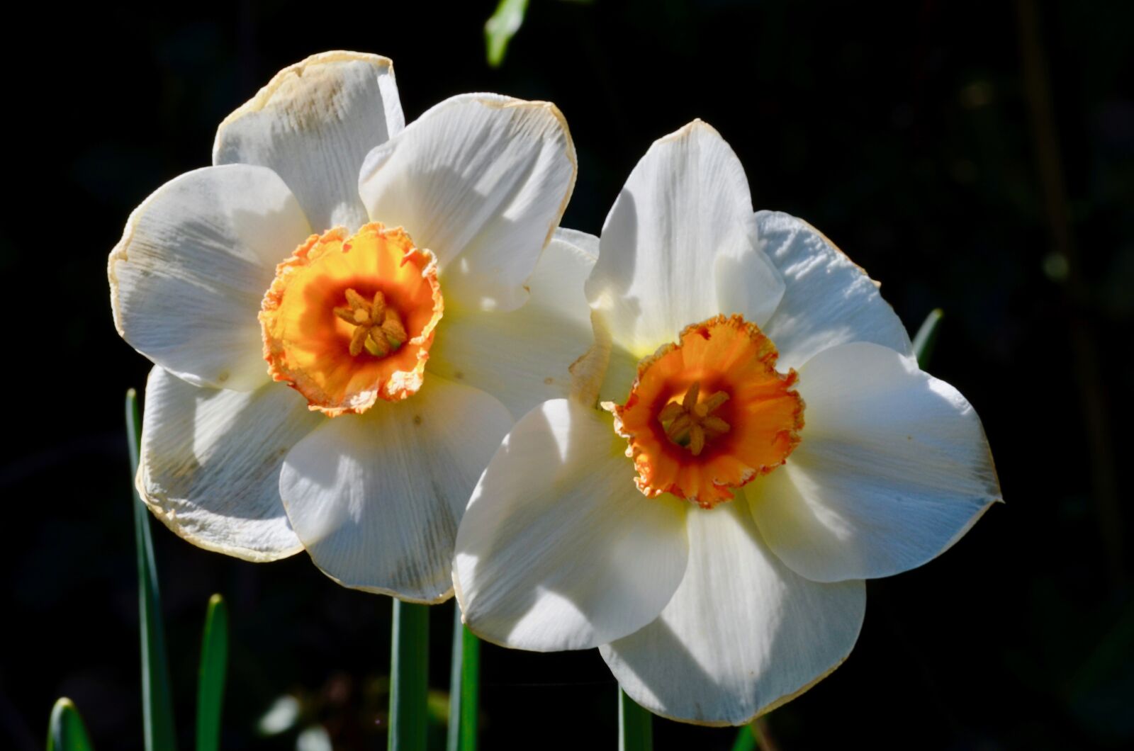 Nikon D5100 sample photo. Flower, blossom, bloom photography