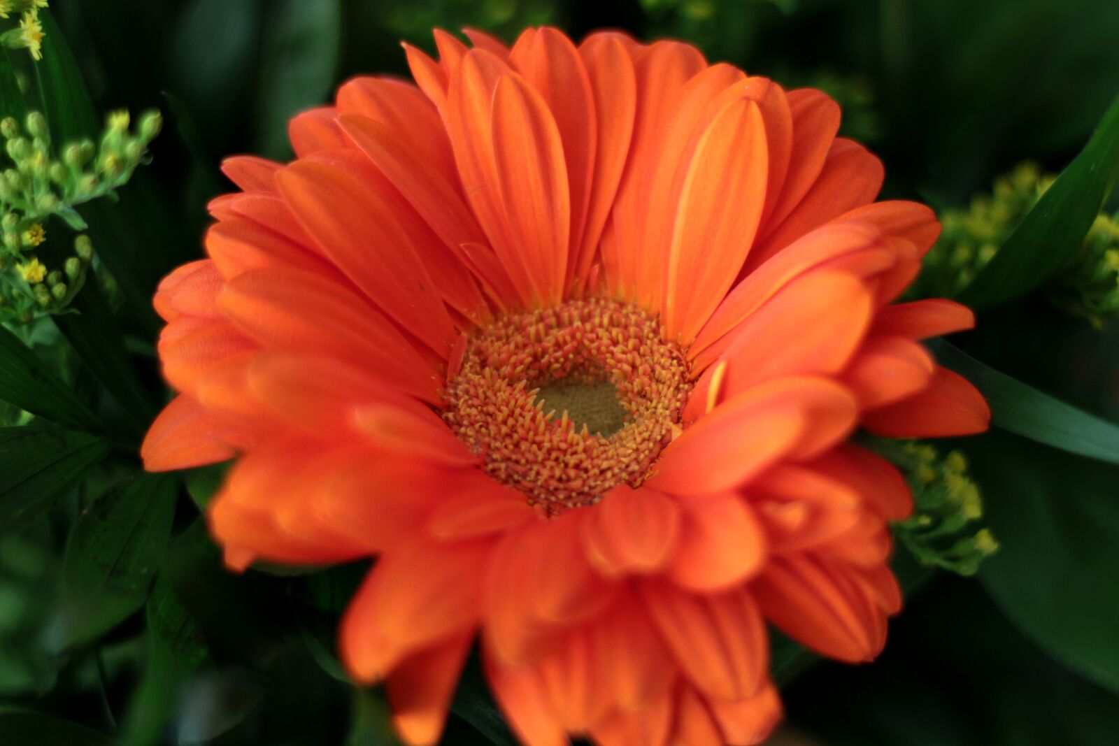 Canon EOS 600D (Rebel EOS T3i / EOS Kiss X5) + Canon EF 50mm F1.8 STM sample photo. Gerbera, orange, bright photography