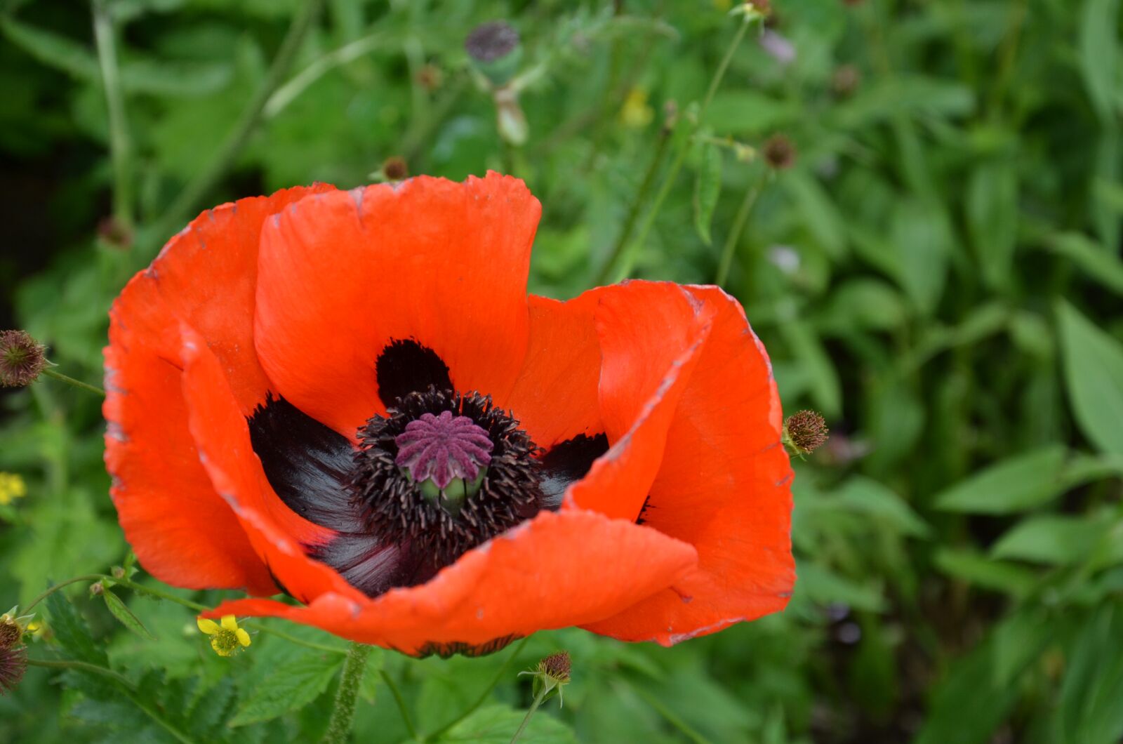 Nikon D5100 sample photo. Poppy, red, blossom photography
