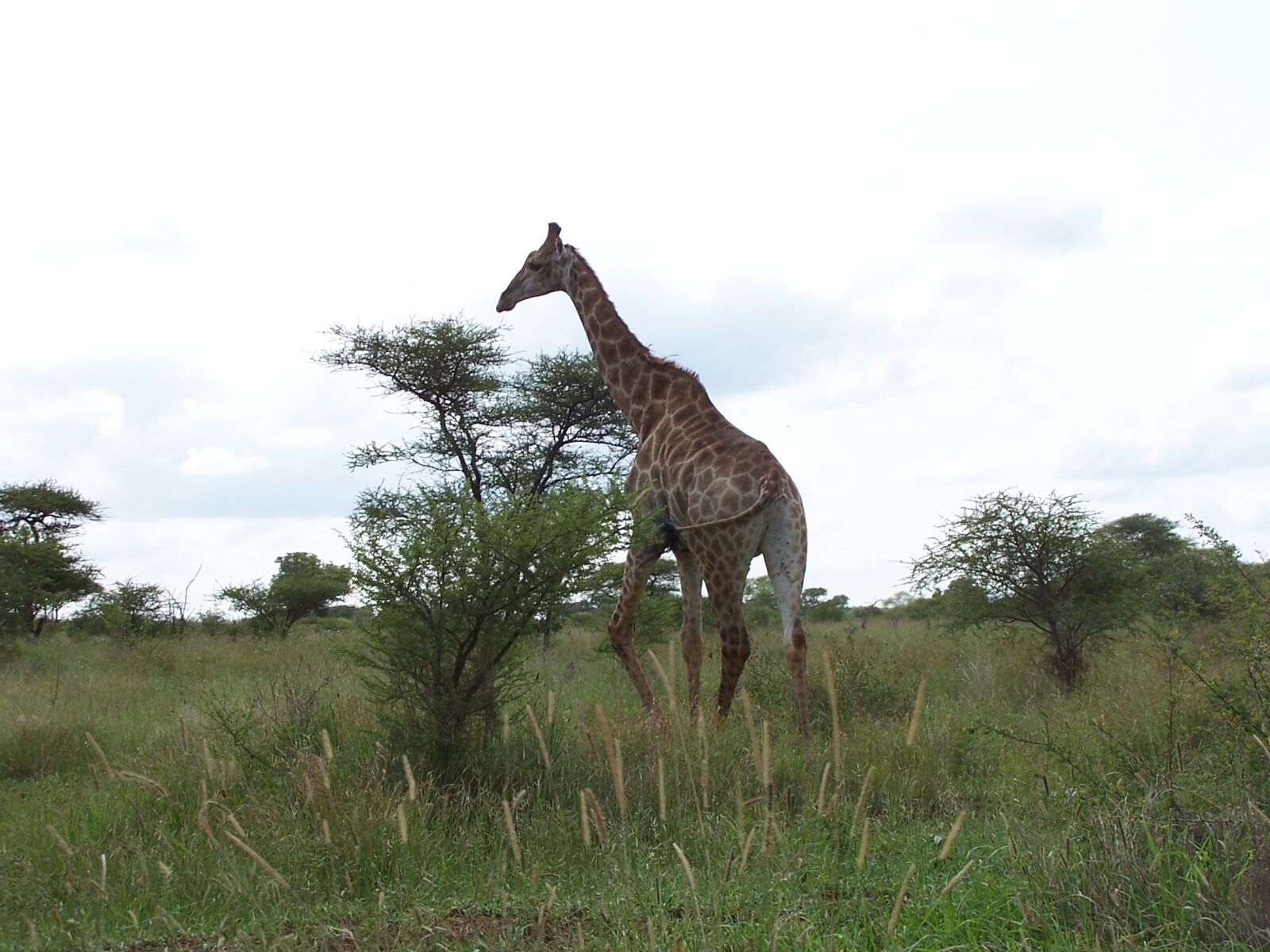 Kodak DX6490 ZOOM DIGITAL CAMERA sample photo. Giraffe photography