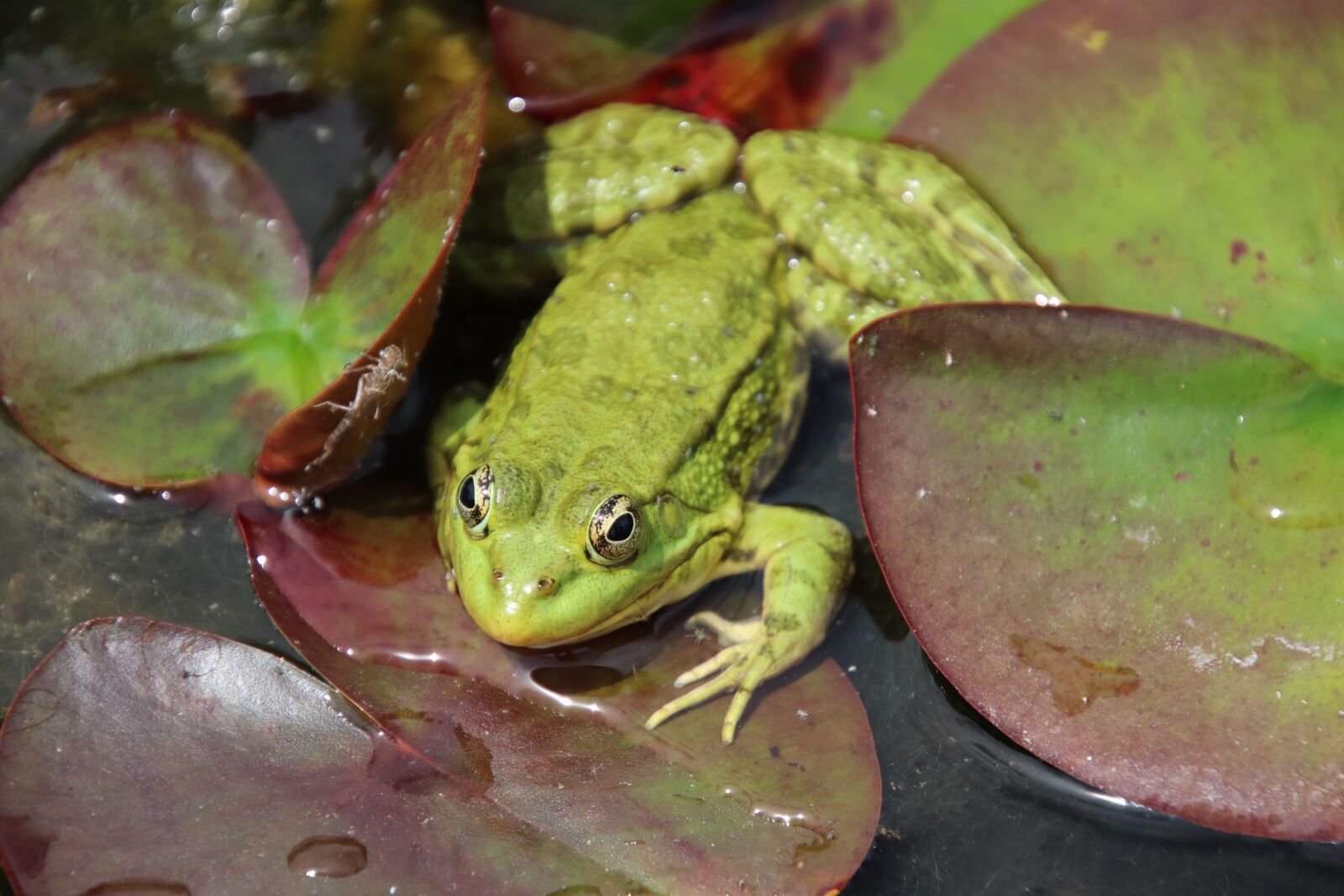 Canon EOS 800D (EOS Rebel T7i / EOS Kiss X9i) sample photo. Frog, amphibians, water lilies photography