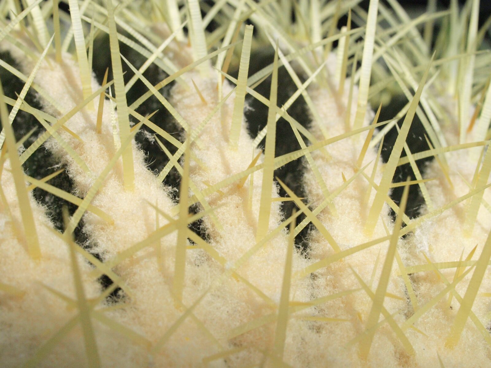 Olympus E-450 (EVOLT E-450) sample photo. Cactus, thorns, close up photography