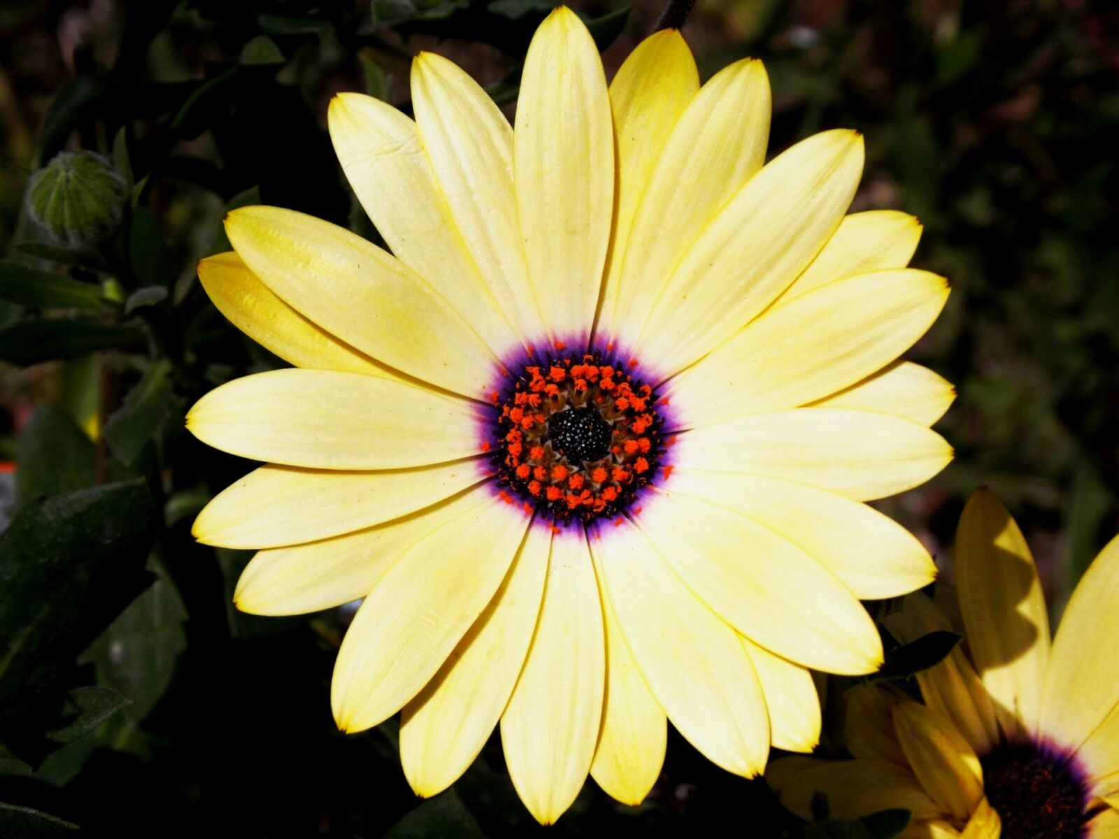 Fujifilm FinePix S3400 sample photo. Flower, daisy, garden photography