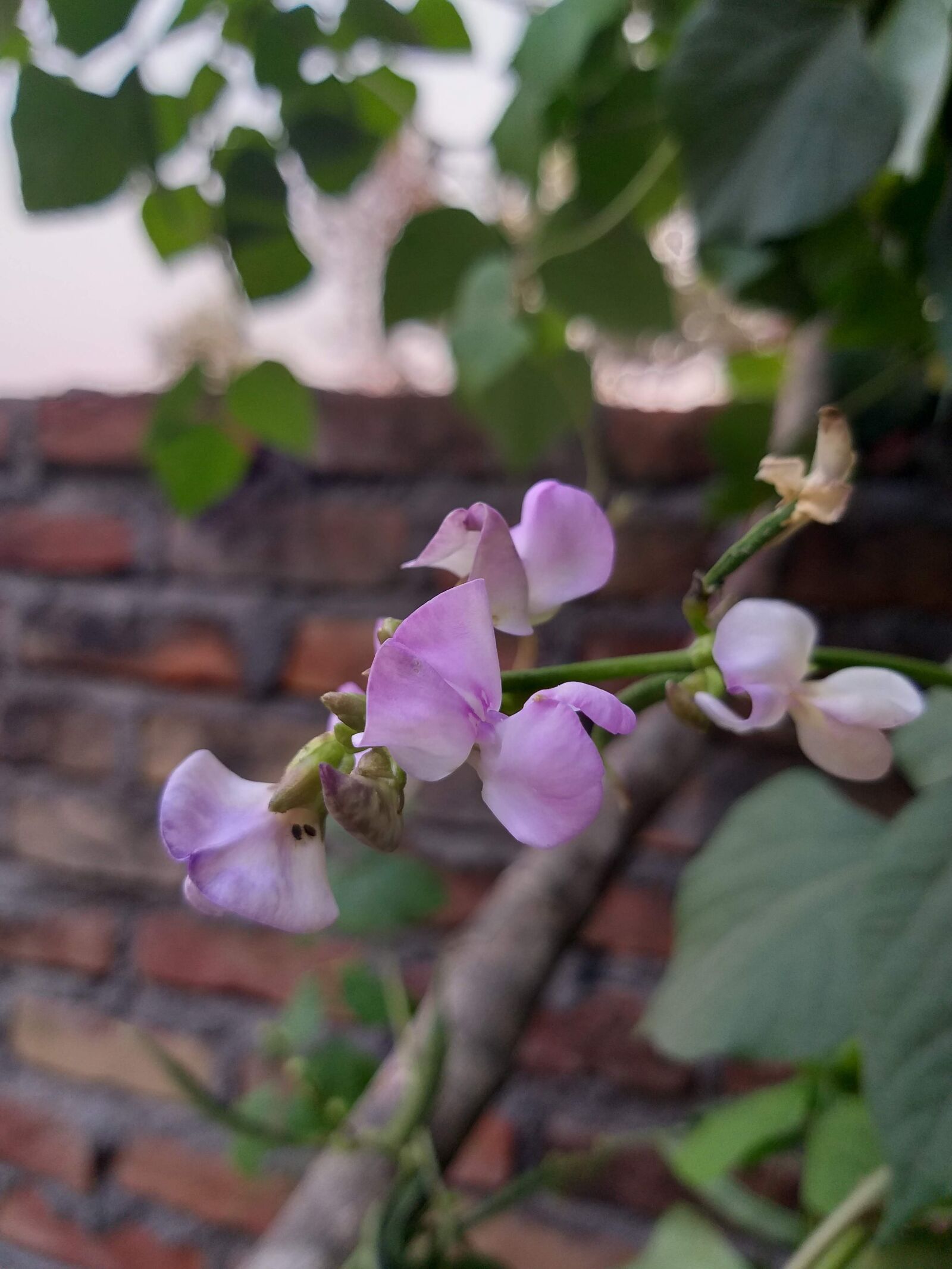 Samsung Galaxy J8 sample photo. Beans, flower, green photography