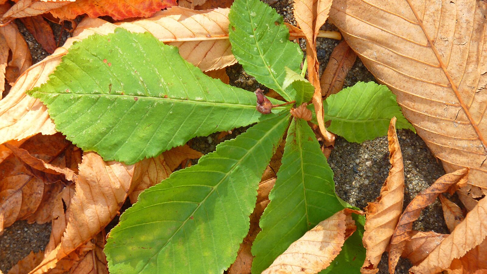 Panasonic DMC-TZ7 sample photo. Chestnut leaf, leaves, brown photography