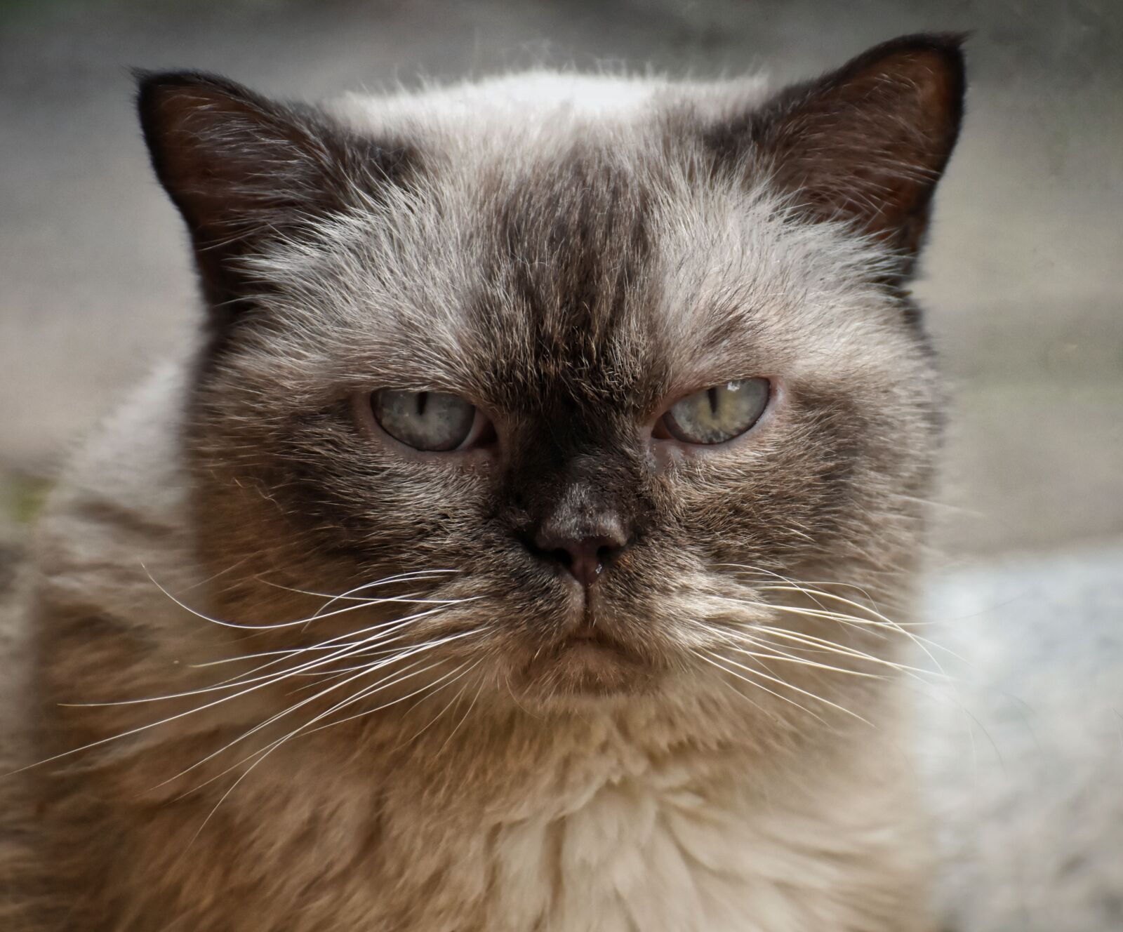 Nikon D7200 sample photo. British shorthair, cat, cute photography