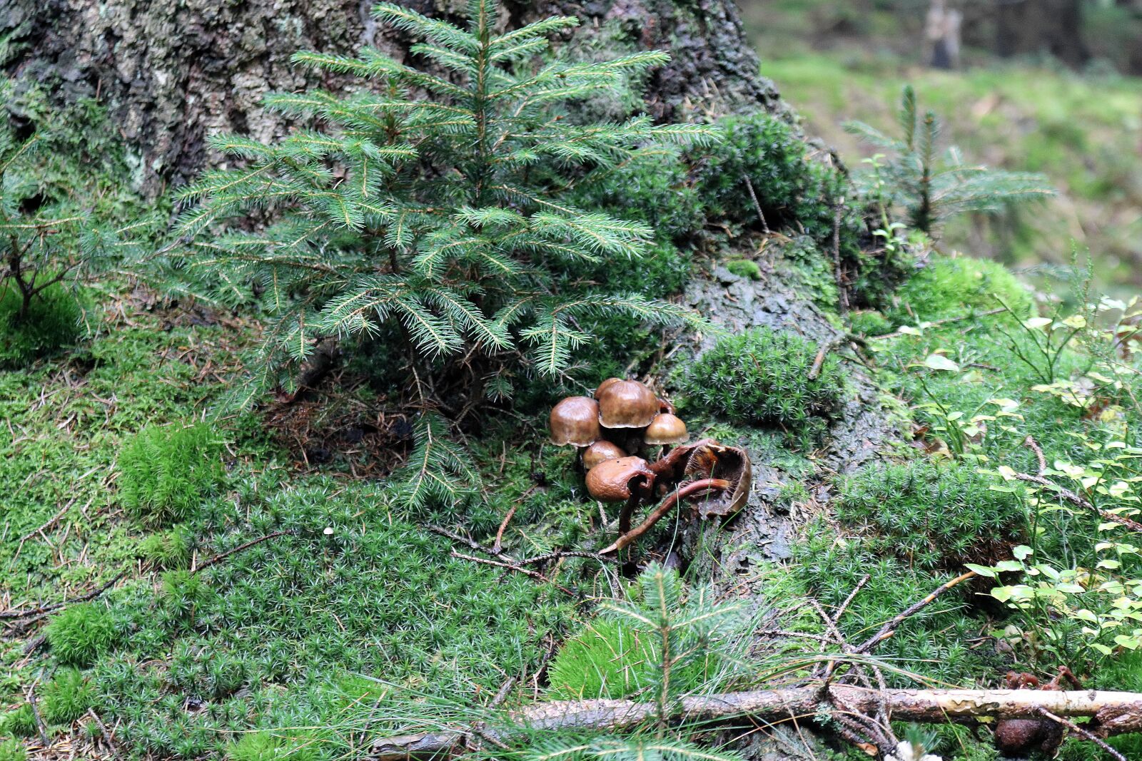 Canon EOS 750D (EOS Rebel T6i / EOS Kiss X8i) sample photo. Forest, autumn, fall foliage photography