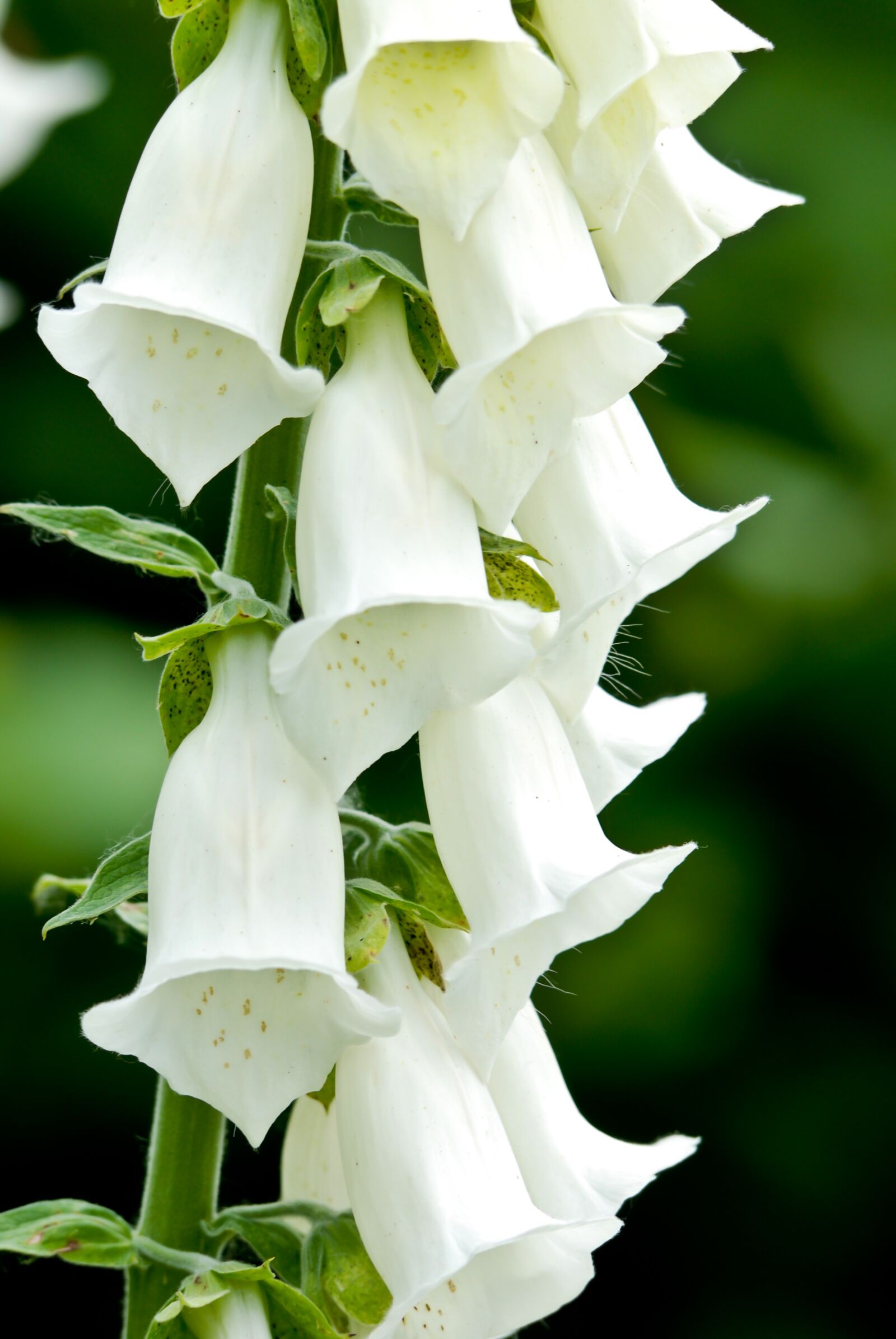 Nikon D80 sample photo. Wildflowers, forest, nature photography