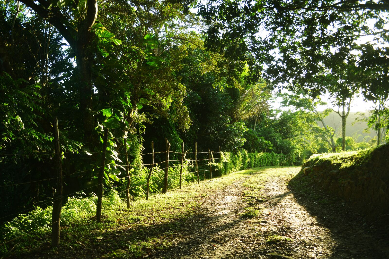 Nikon D5200 sample photo. Green, tree, forest photography