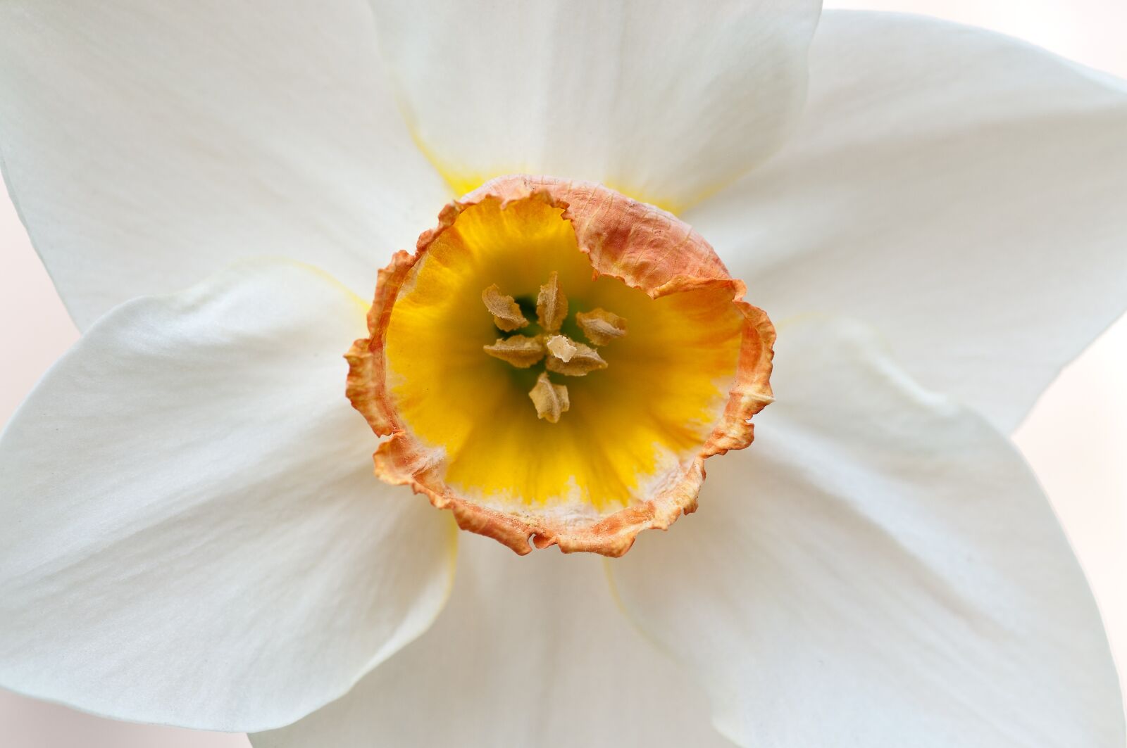 Nikon D300 sample photo. Narcissus, daffodil, flower photography