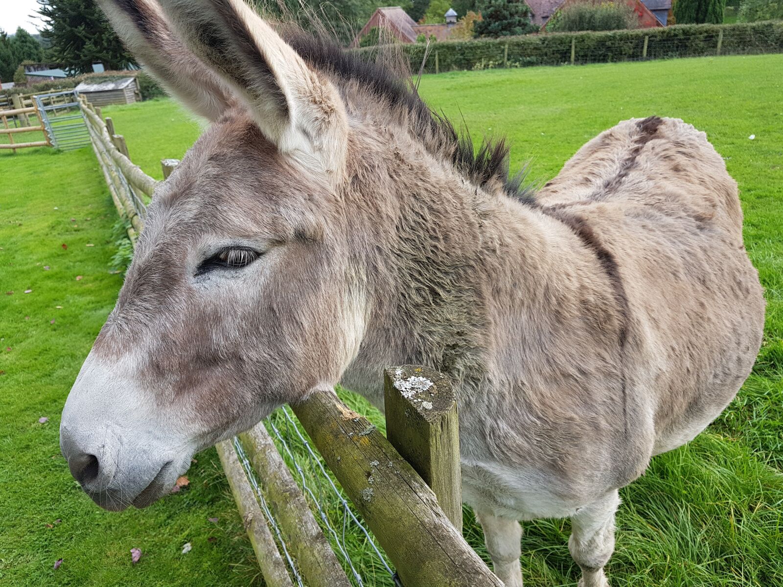 Samsung Galaxy S7 Edge sample photo. Donkey, animal, pet photography
