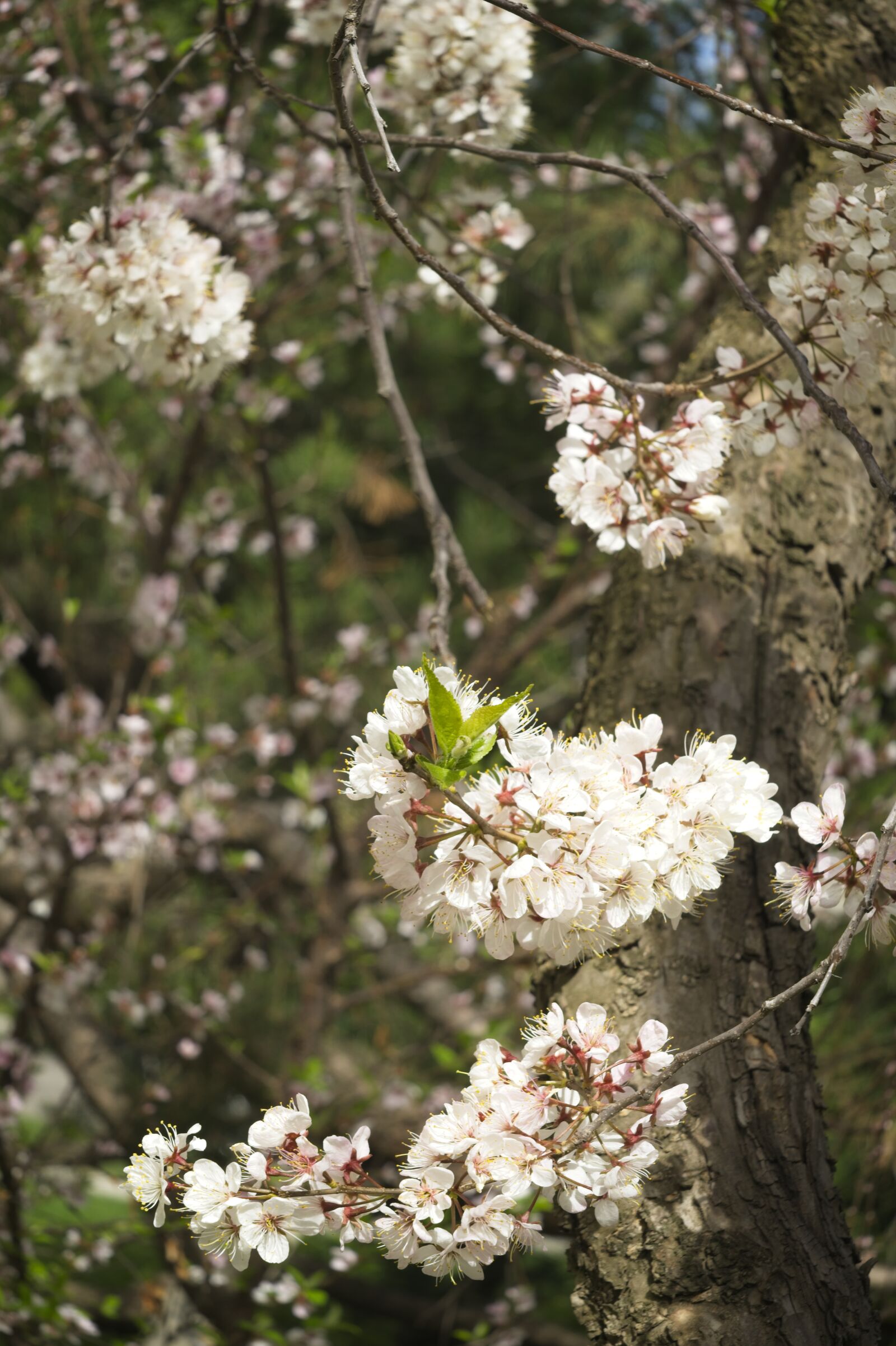 Sony FE 24-105mm F4 G OSS sample photo. Plum, blossoms, tree photography