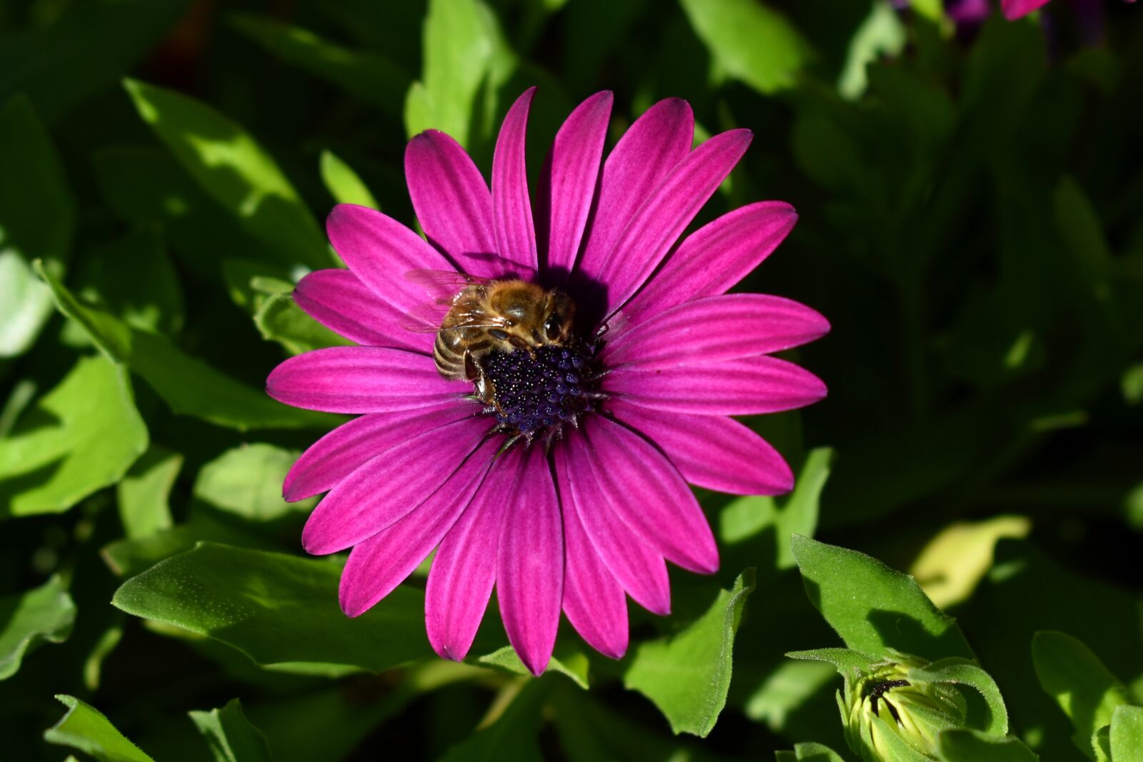Nikon D3500 sample photo. Flower, bee, pollination photography