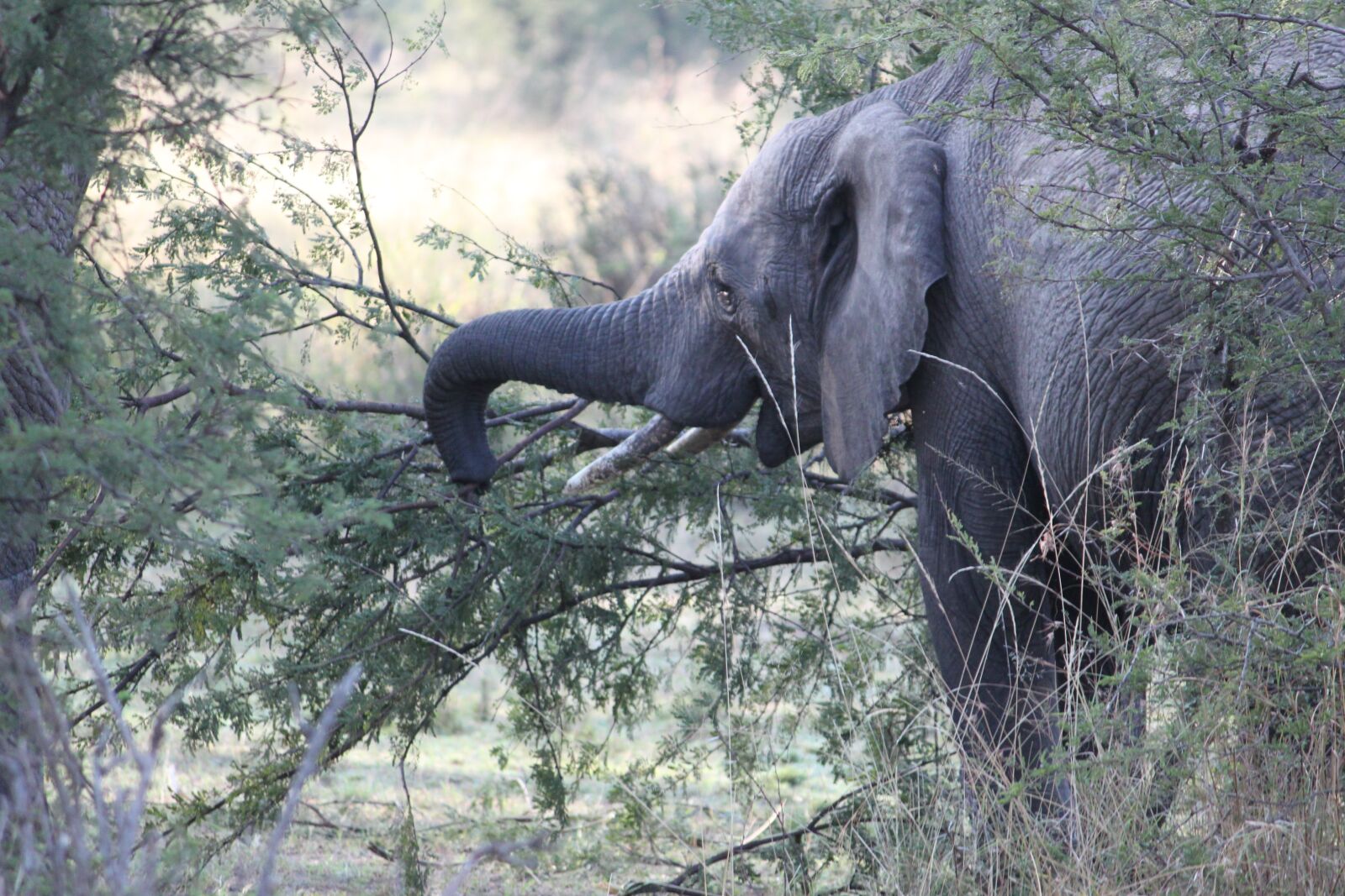 Canon EOS 500D (EOS Rebel T1i / EOS Kiss X3) sample photo. Elephant, africa, safari photography