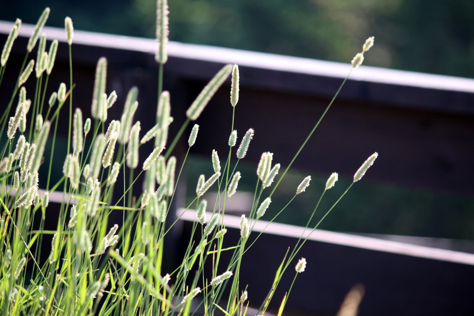 Canon EF-S 55-250mm F4-5.6 IS sample photo. Foxtail, warm, summer photography