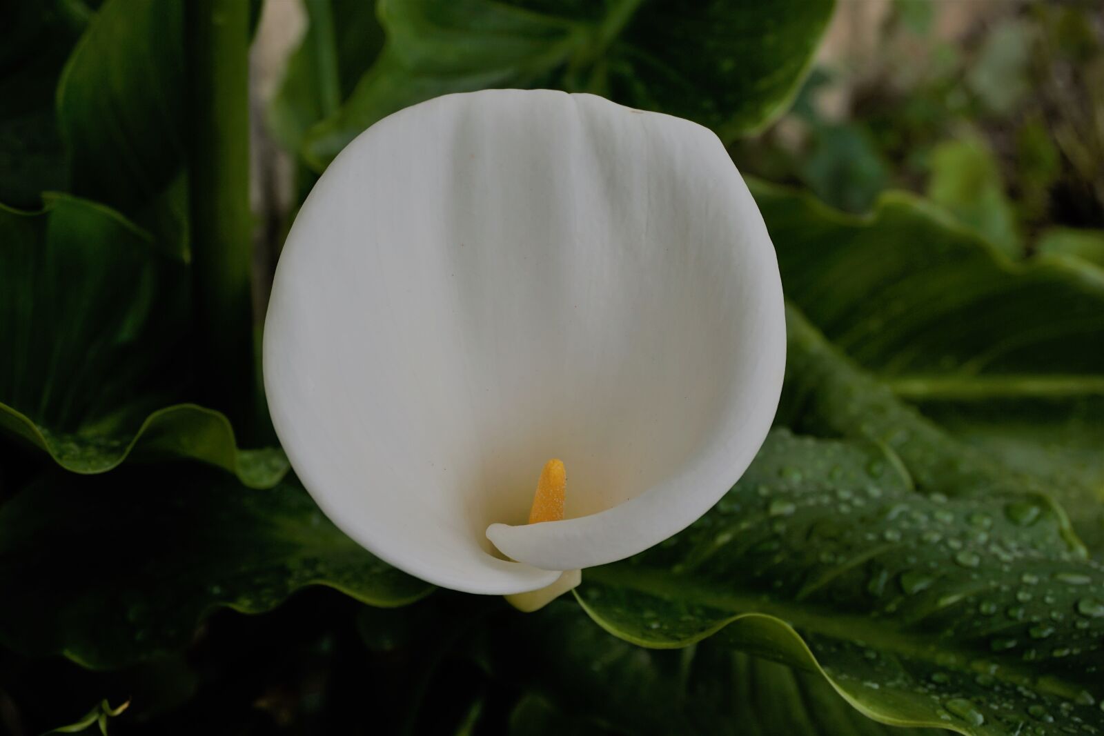Sony a6000 sample photo. Arum, botanique, fleur, fleur photography