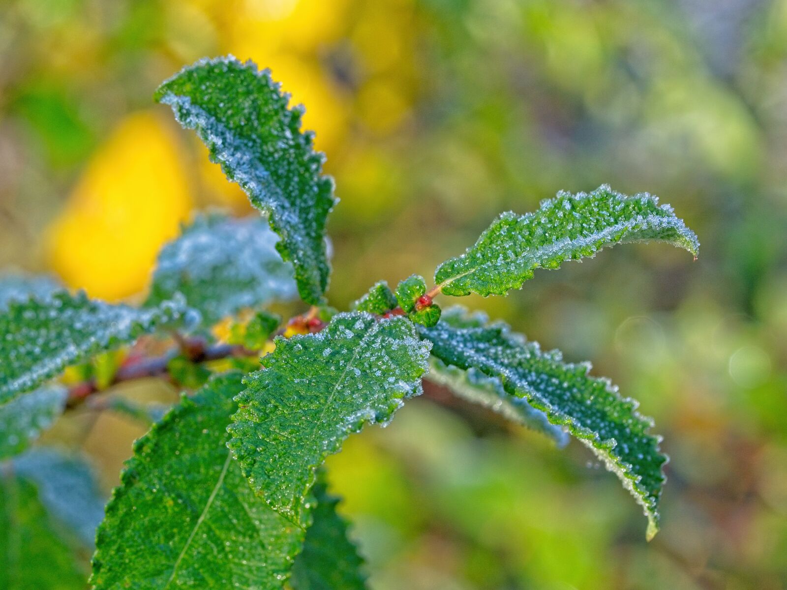 Sigma 105mm F2.8 EX DG OS HSM sample photo. Frost, cold, leaves photography
