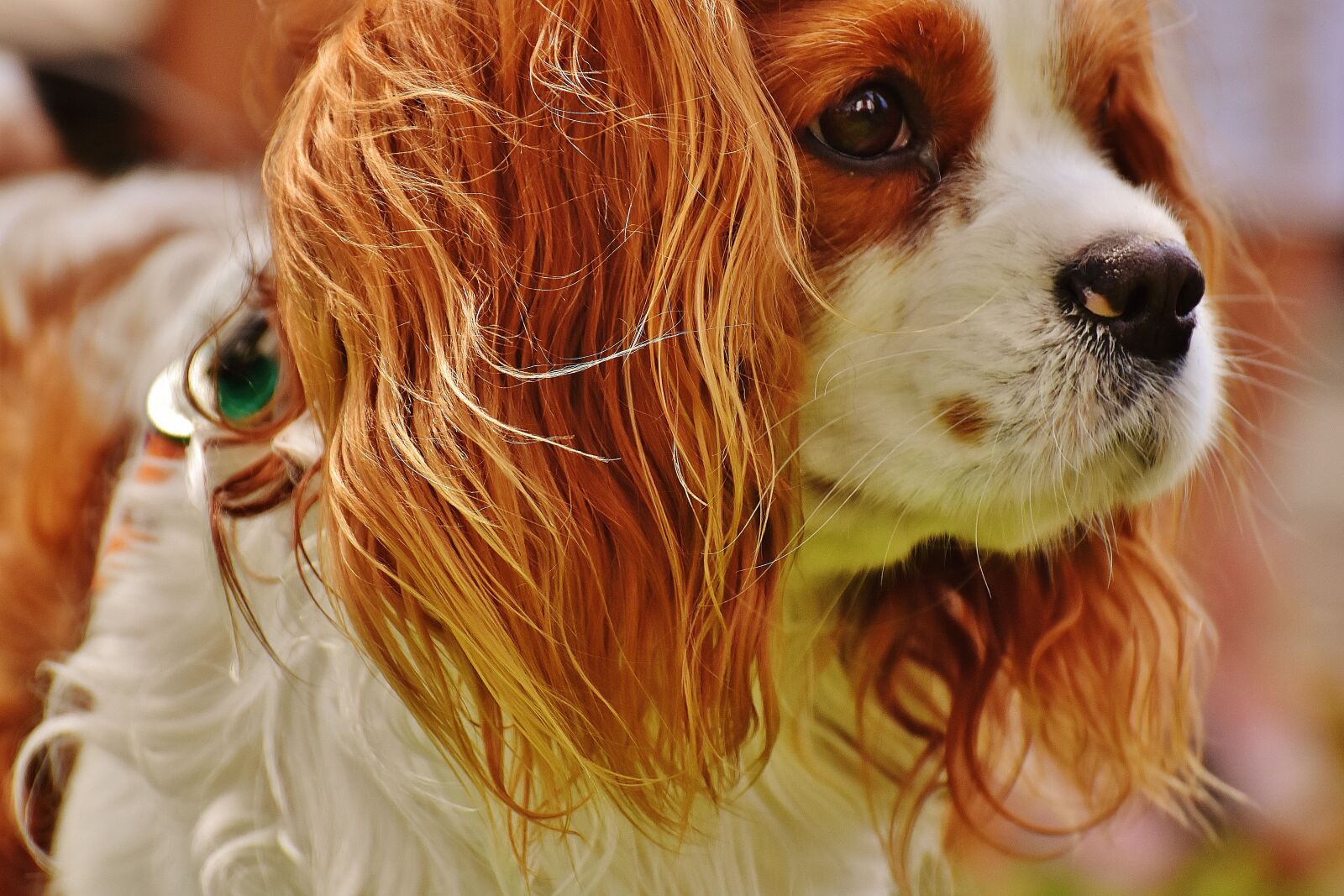 Nikon D7200 sample photo. Dog, cavalier king charles photography