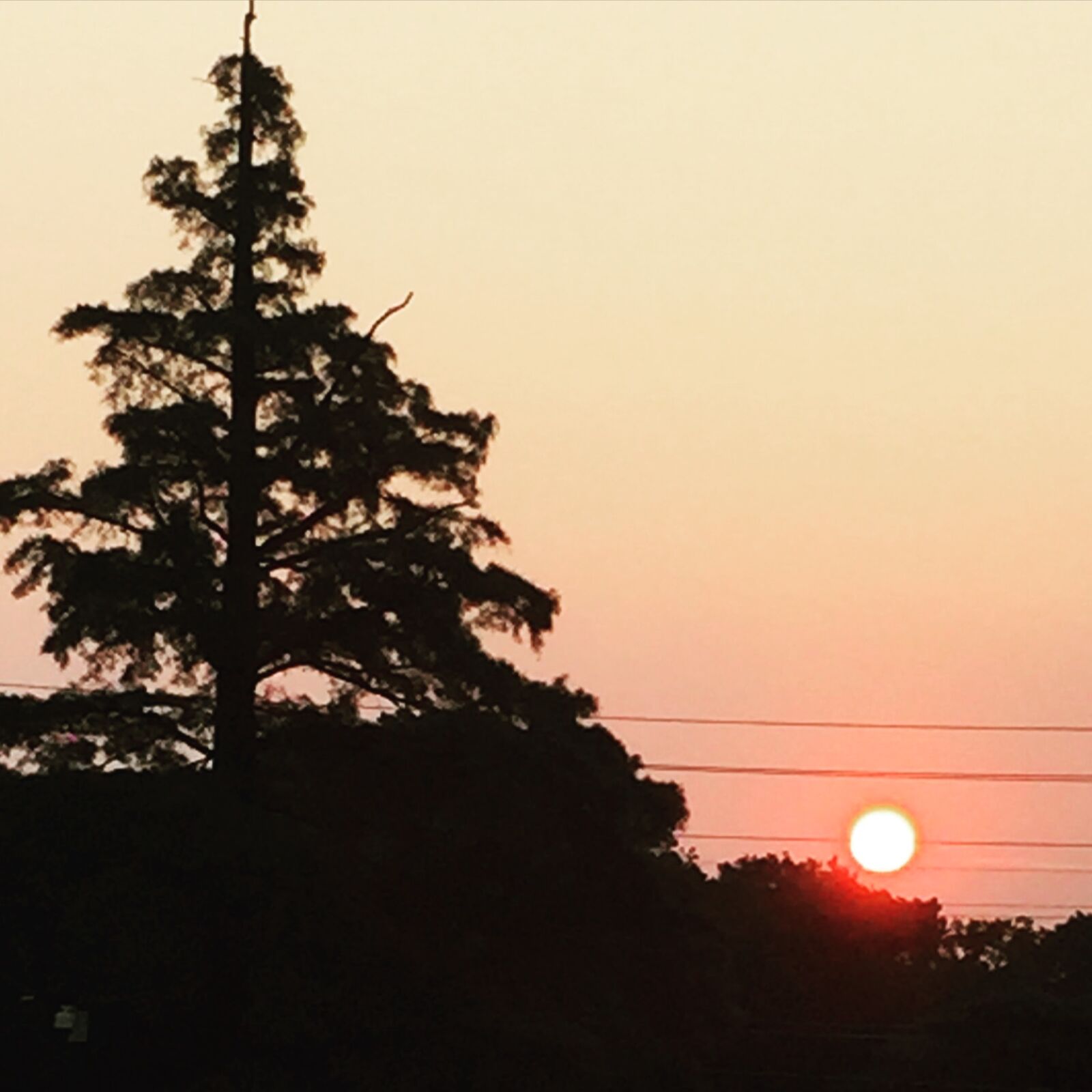 Apple iPhone 6 sample photo. Sun, sunset, tree photography