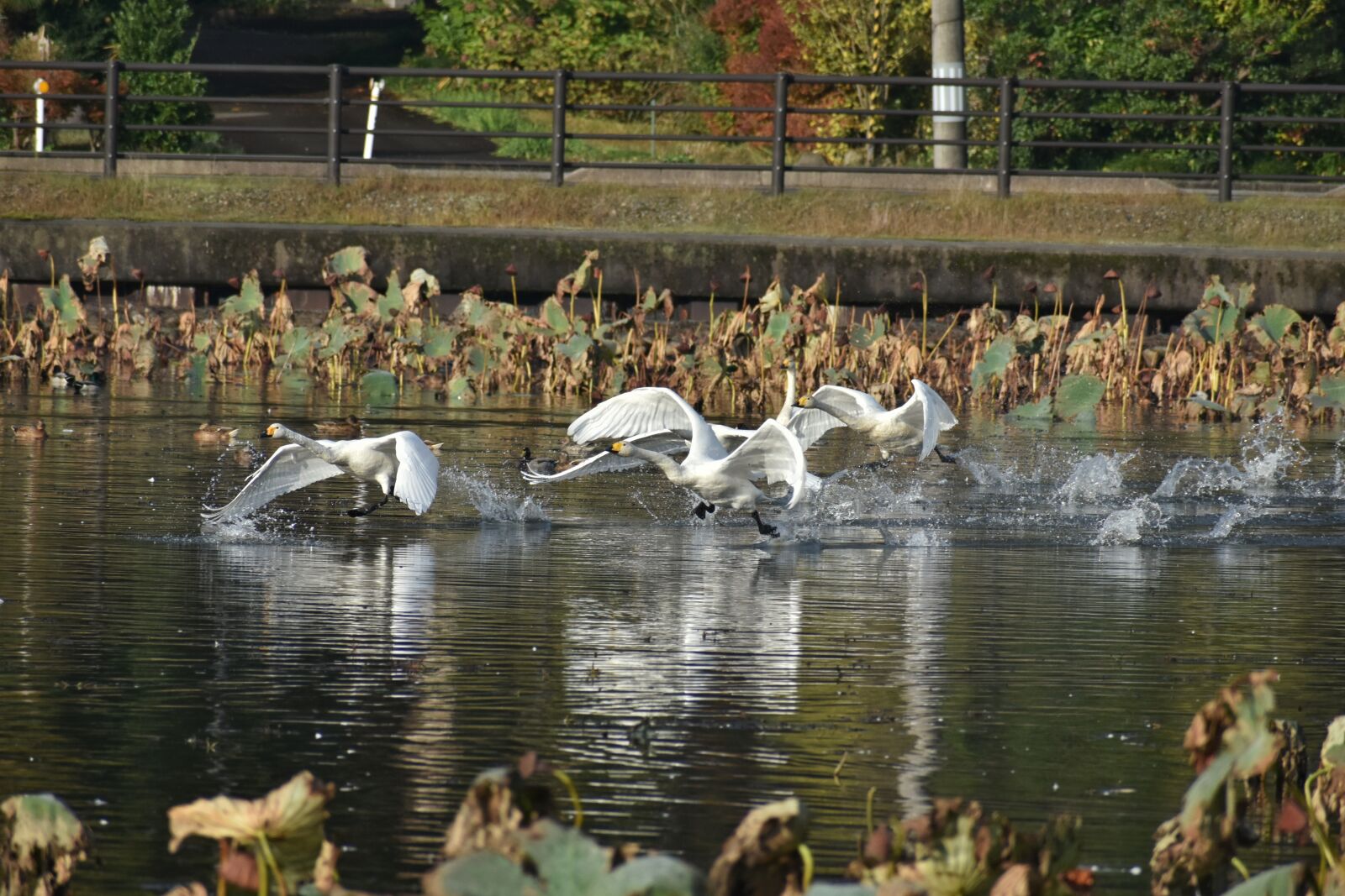 Nikon D7200 sample photo. Animal, lake, waterside photography
