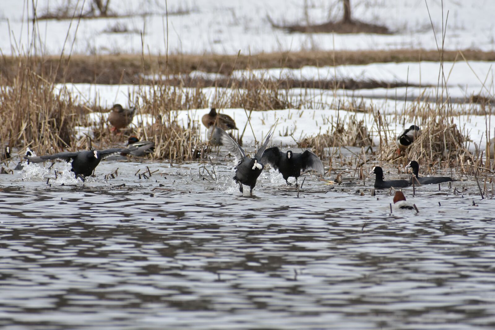 Nikon D7200 sample photo. Animal, lake, waterside photography