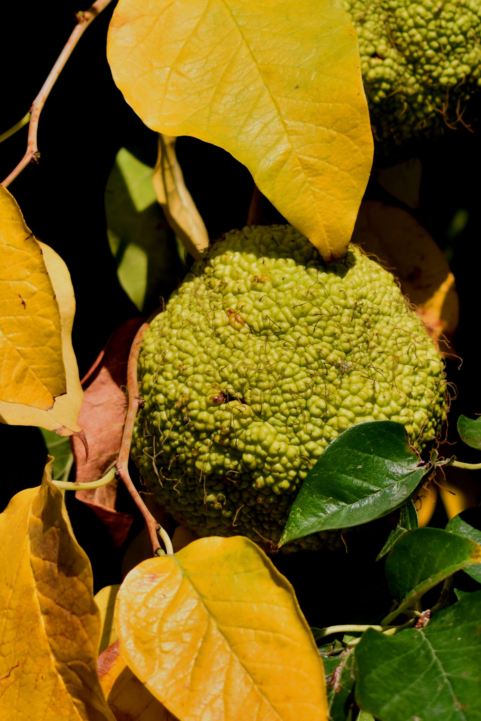 Nikon D3500 sample photo. Fruit, tree, leaves photography