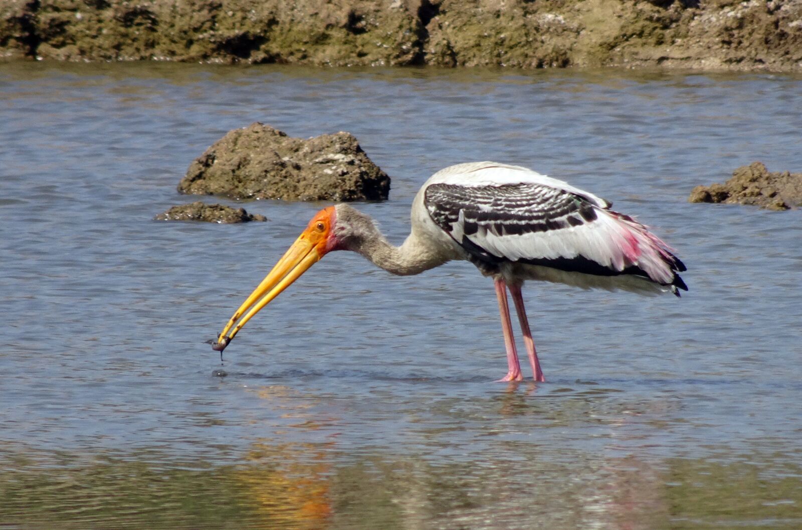 Sony Cyber-shot DSC-HX90V sample photo. Bird, stork, painted stork photography