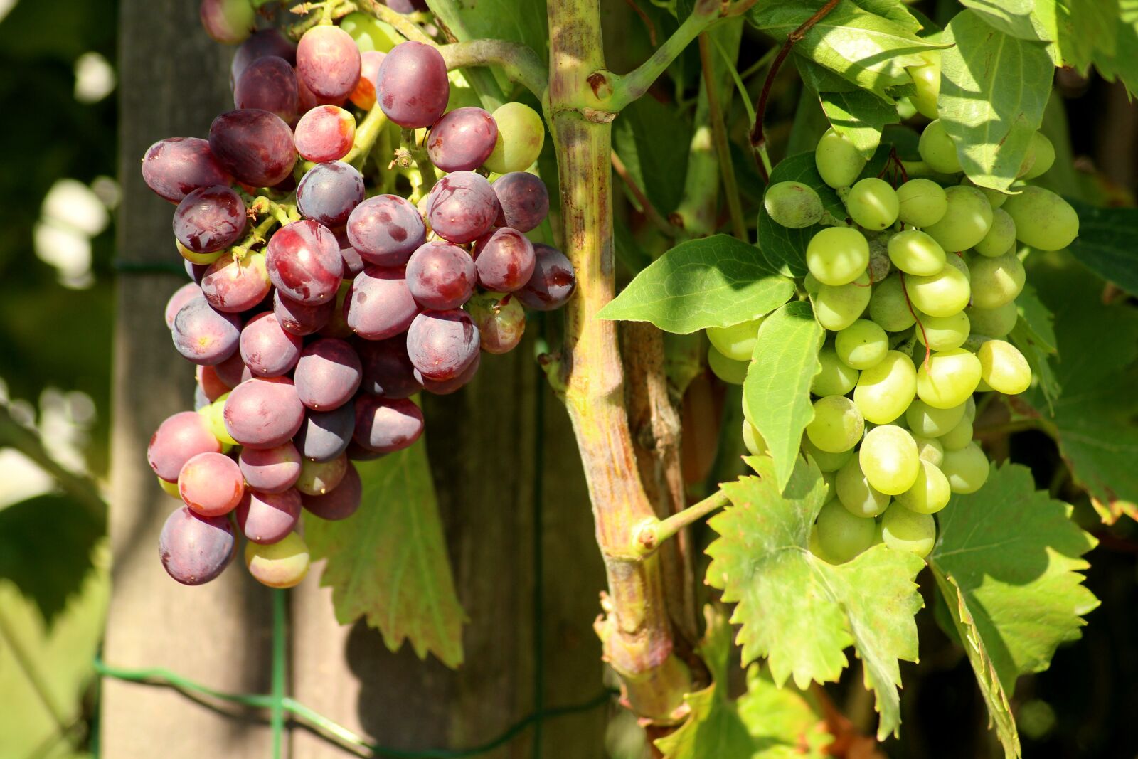 Canon EOS 1200D (EOS Rebel T5 / EOS Kiss X70 / EOS Hi) sample photo. Grapes, fruit, summer photography