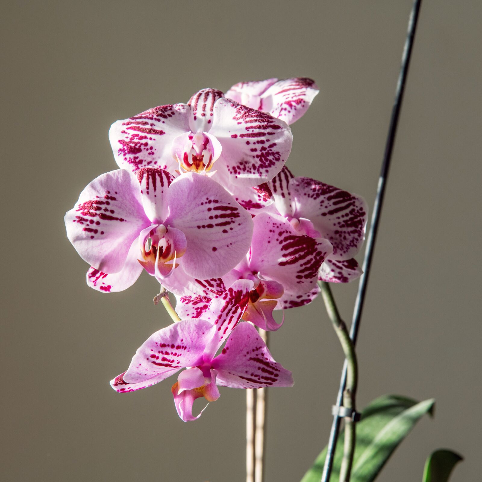 Nikon D850 sample photo. Orchid, flower, pink photography