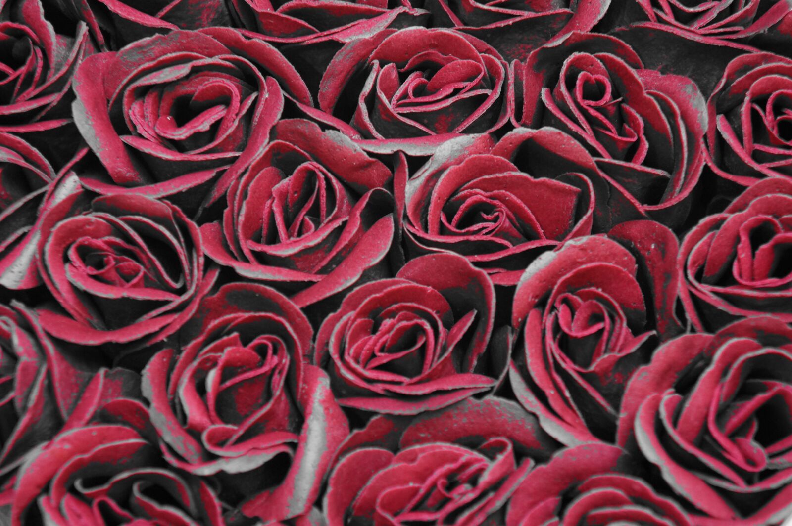 Sony Alpha a3000 sample photo. Roses, flowers, red photography