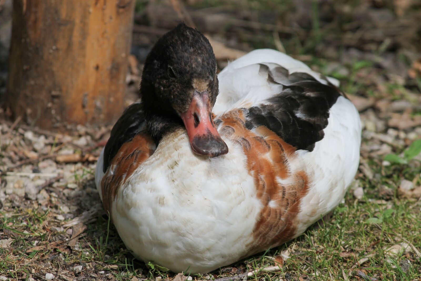 Canon EOS 1100D (EOS Rebel T3 / EOS Kiss X50) sample photo. Duck, drake, crossbred magnetized photography