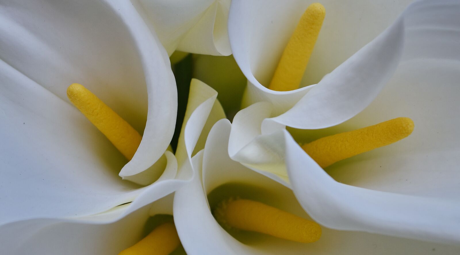 Nikon D5500 sample photo. Tropical, white flower, white photography