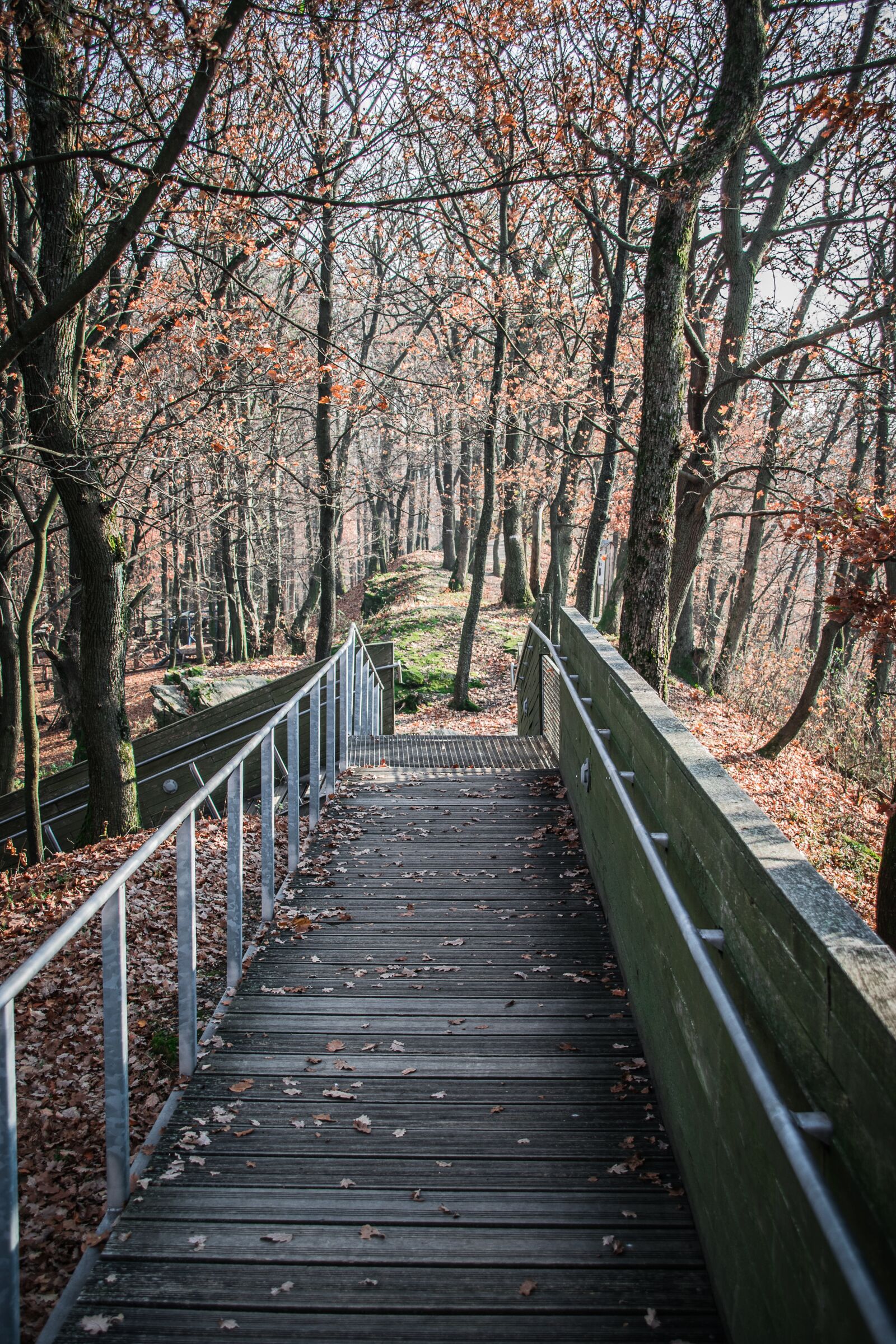 Nikon D5300 sample photo. Footbridge, path, nature photography