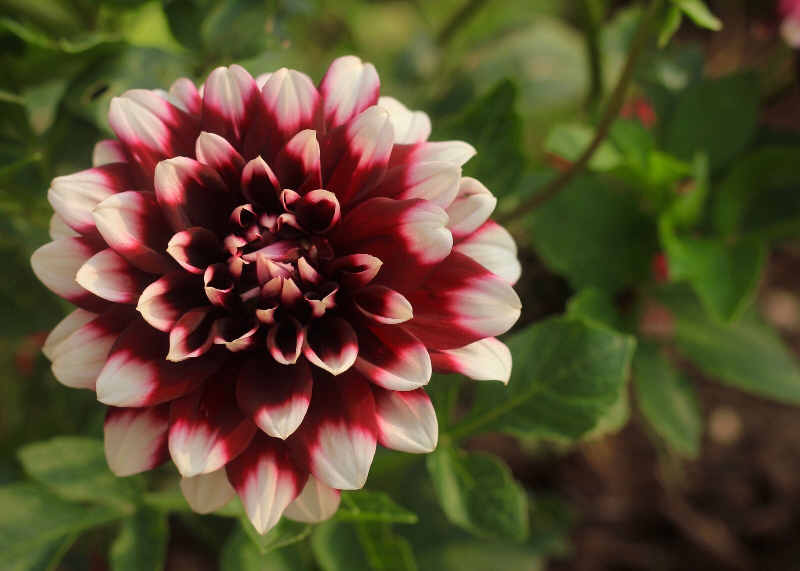 Canon EOS 550D (EOS Rebel T2i / EOS Kiss X4) sample photo. Dahlia, flower, summer photography
