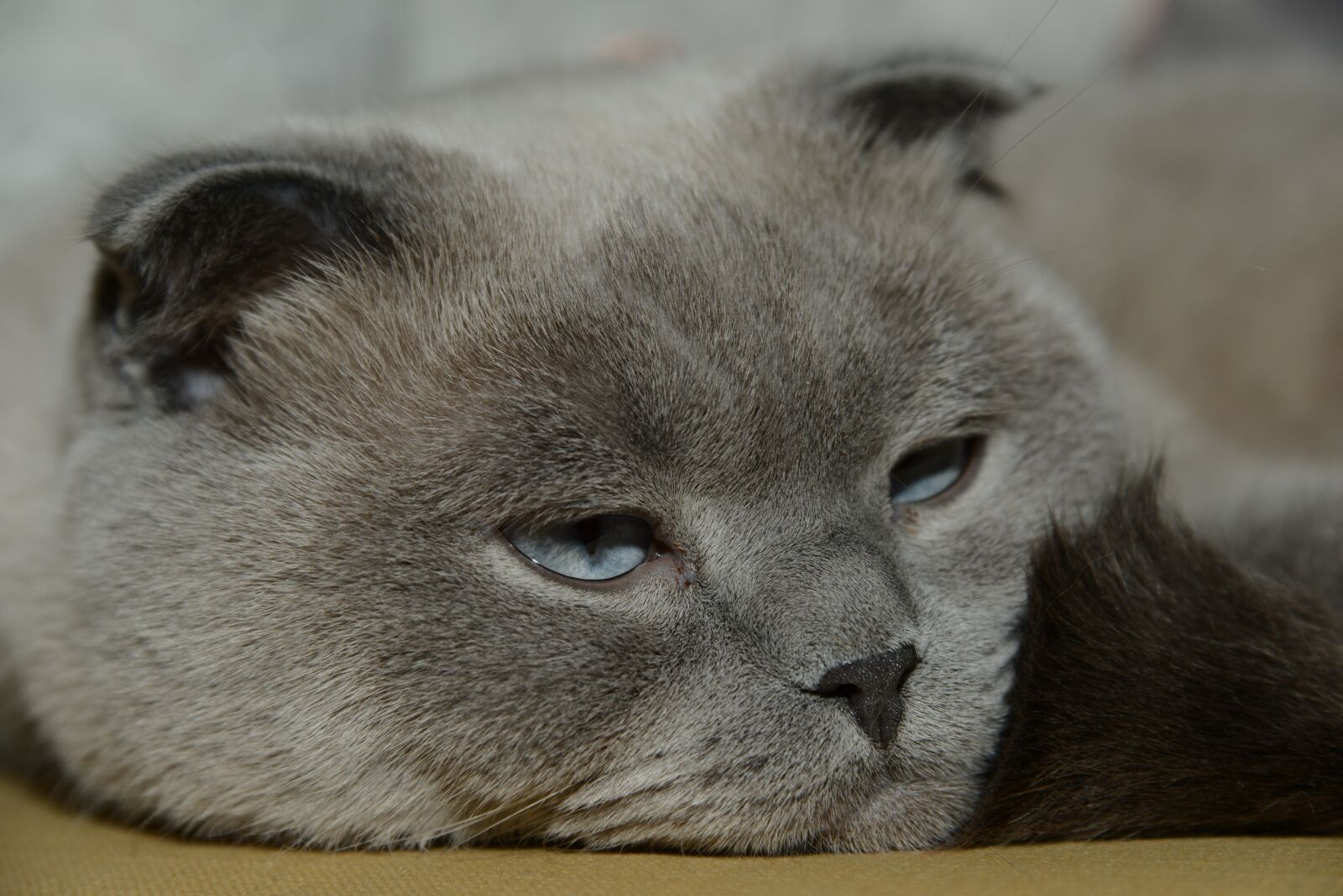 Nikon D800 sample photo. Mammals, animals, cute photography