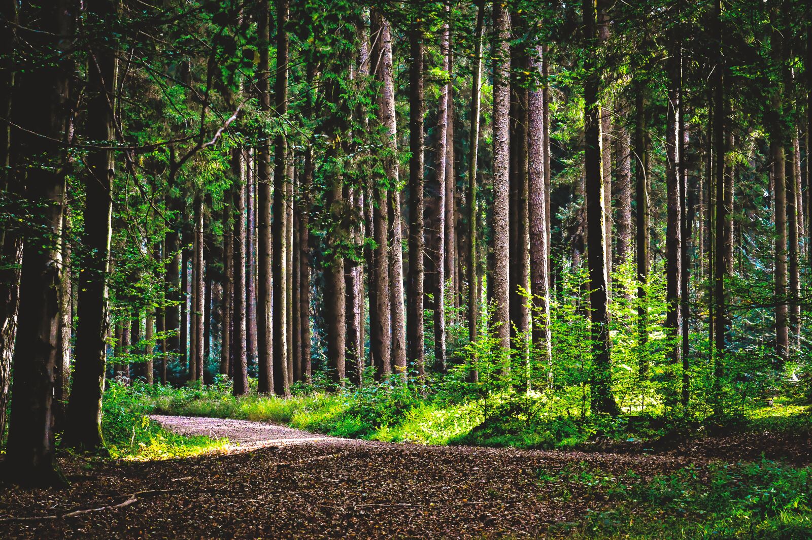 Nikon D3200 sample photo. Forest, glade, nature photography