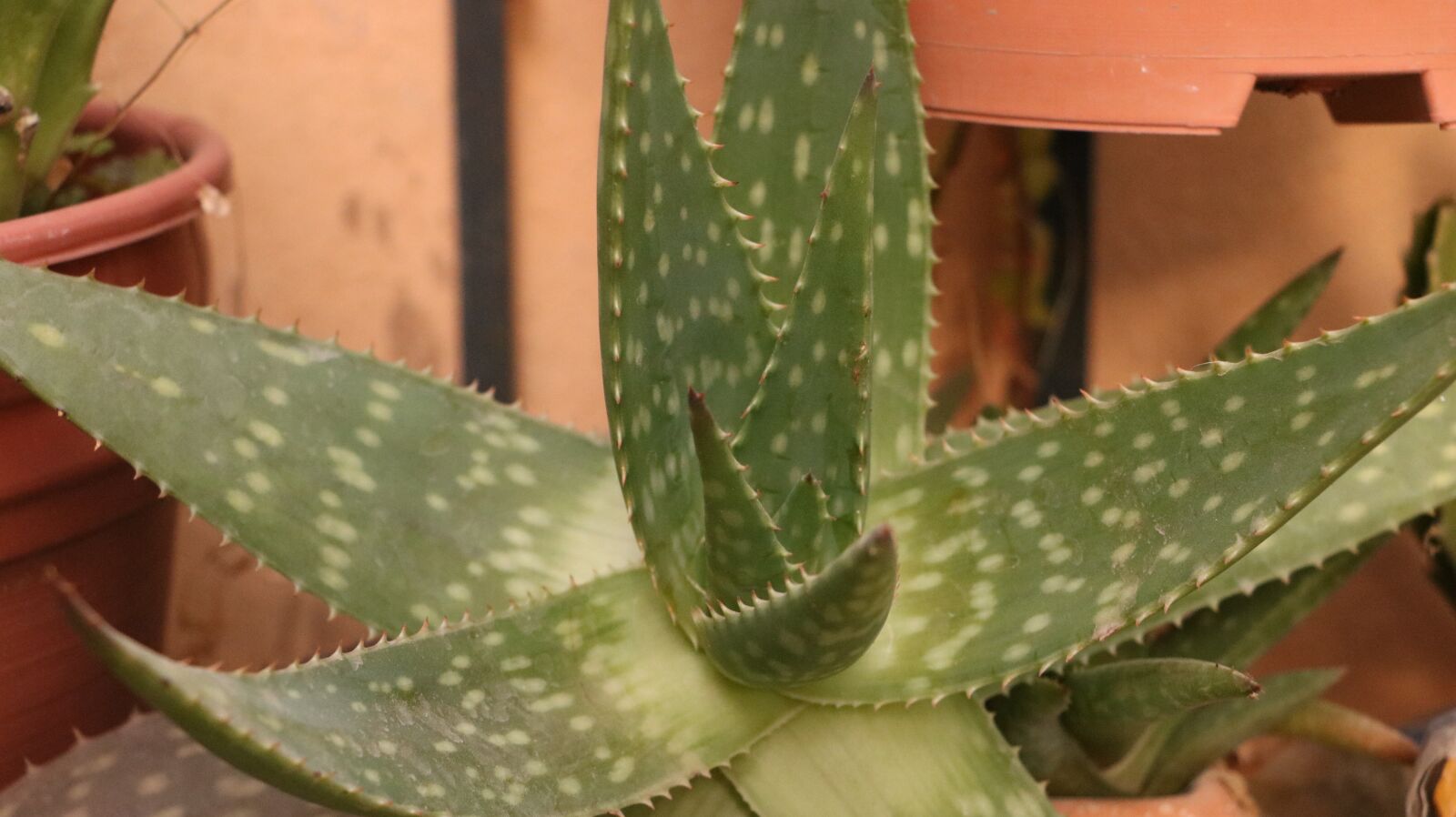 Canon EOS 750D (EOS Rebel T6i / EOS Kiss X8i) sample photo. Garden, plant, nature photography