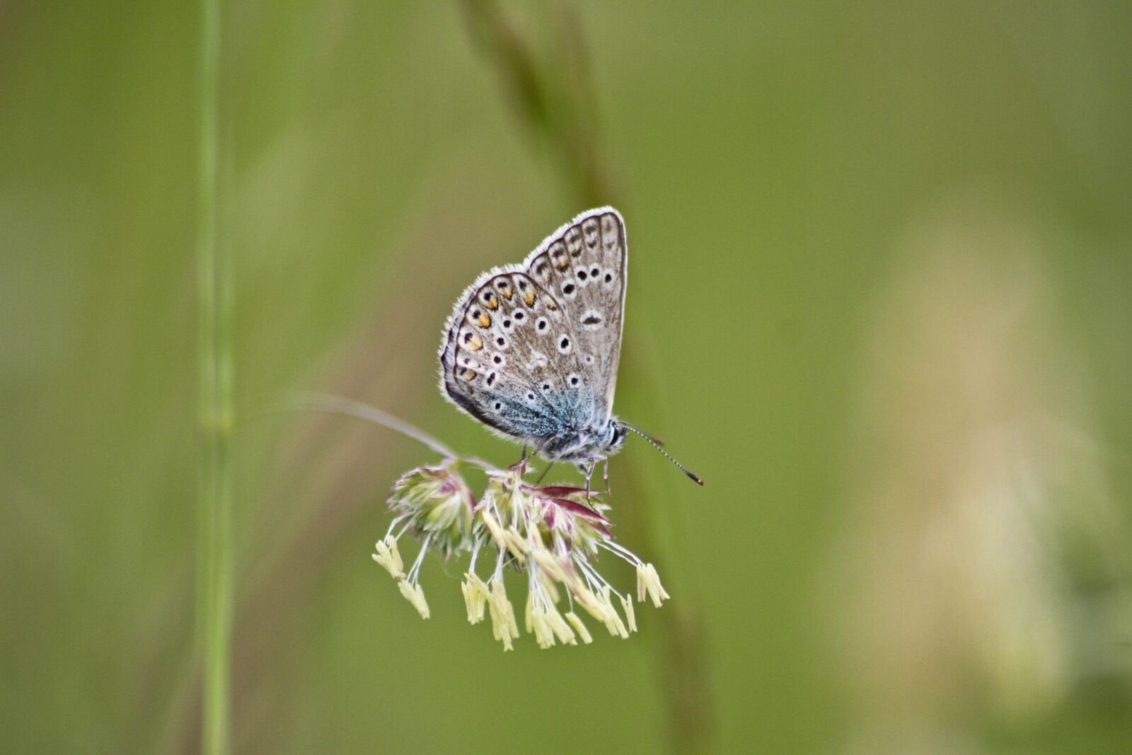 Canon EOS 7D sample photo. Butterfly, insects, flower photography