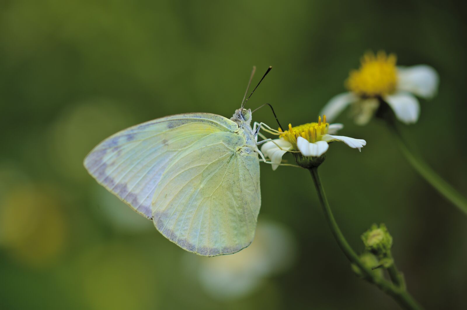 Nikon D500 sample photo. Butterfly, insect, wings photography