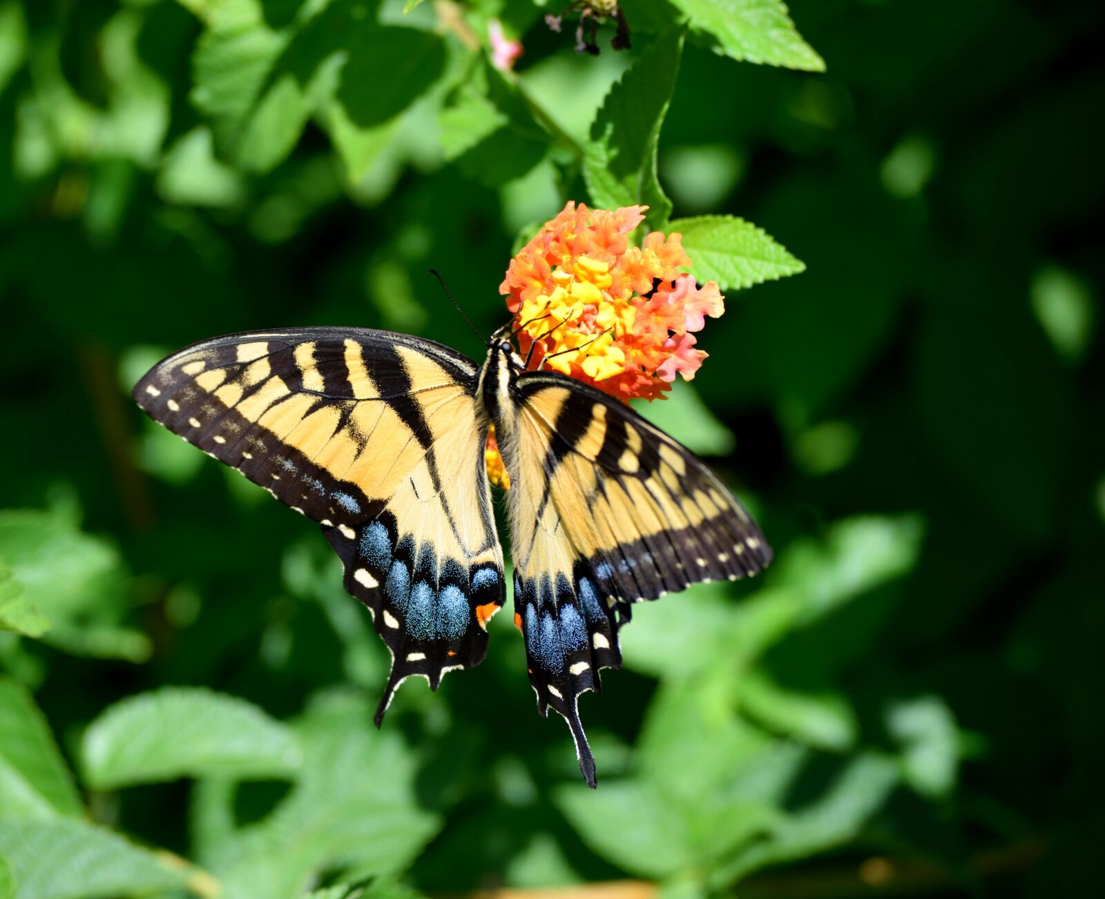 Nikon D3300 sample photo. Butterfly, nature, insect photography