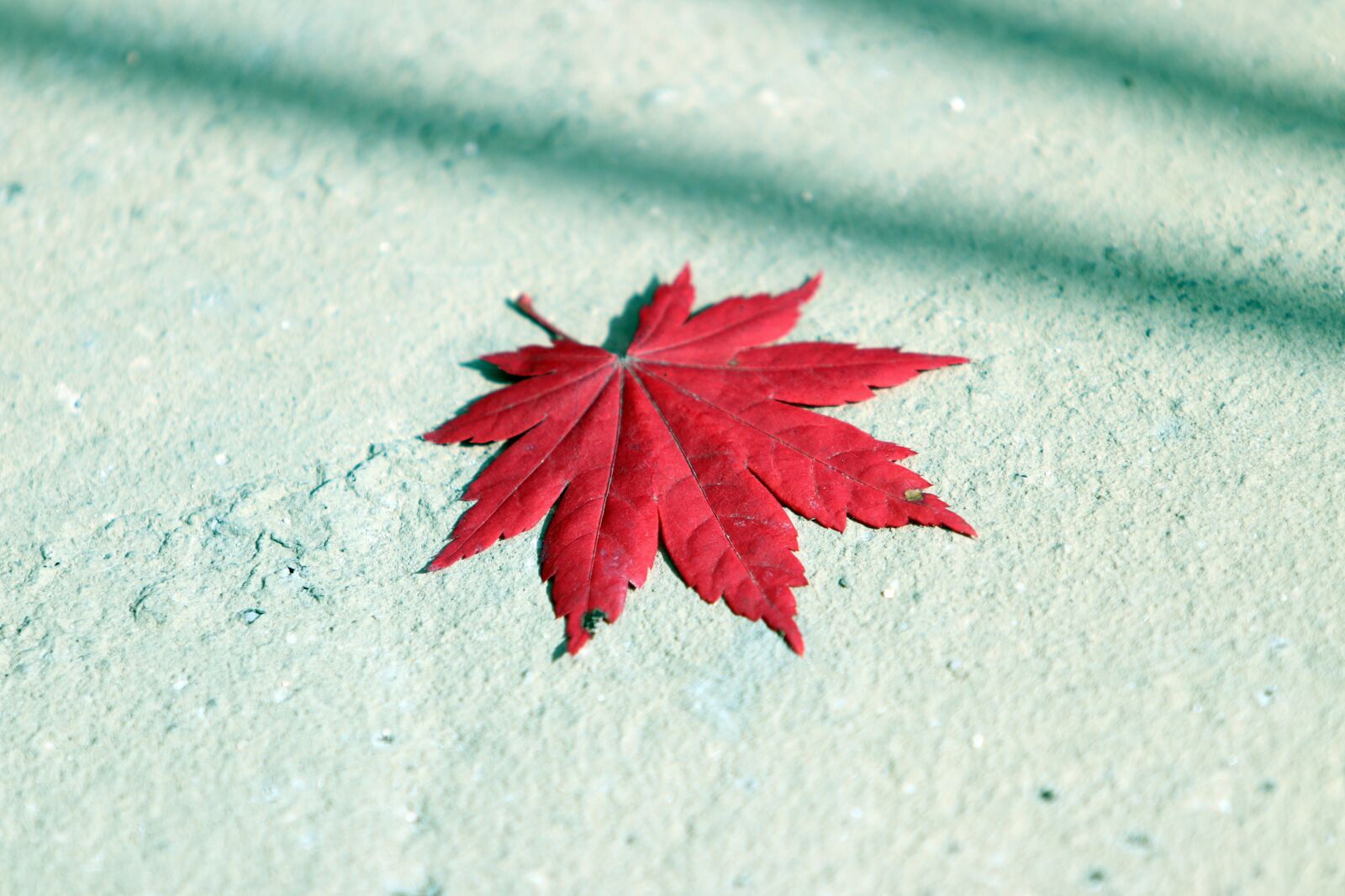 Canon EF 70-200mm F2.8L USM sample photo. Autumn leaves, maple, the photography