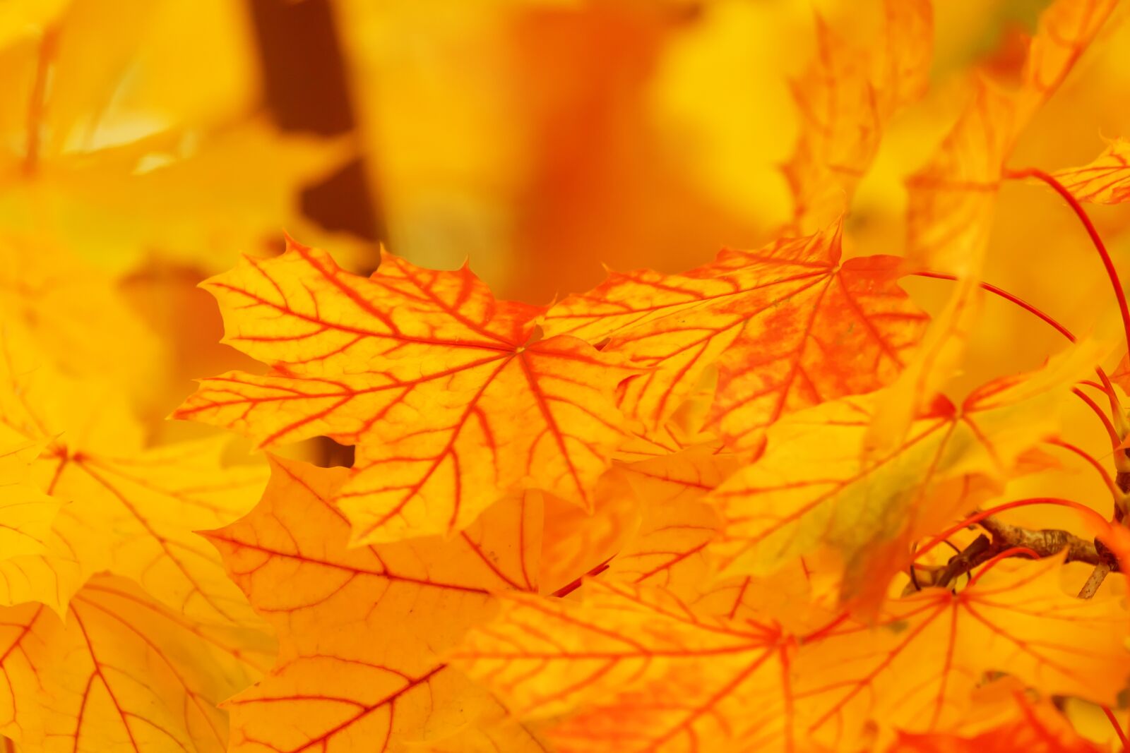 Canon EOS 5D Mark II sample photo. Yellow, leaves photography