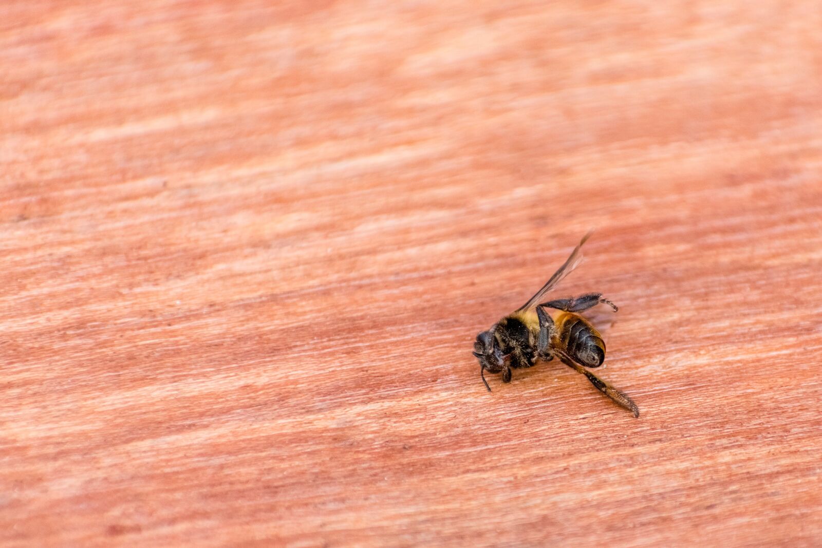Nikon D3400 sample photo. Bee, honey, pollinate photography