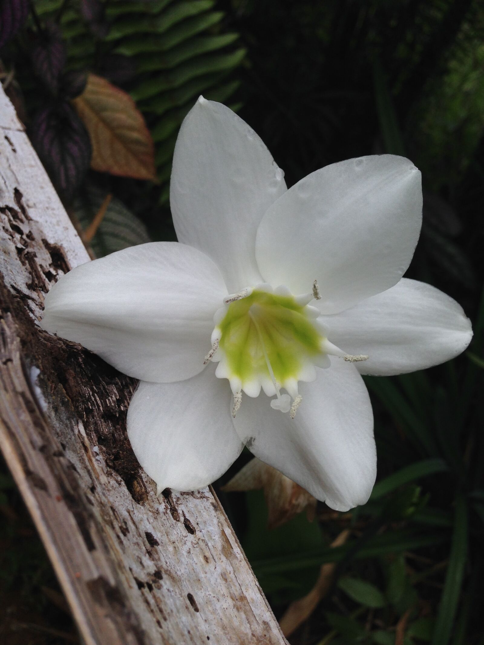 iPhone 5 back camera 4.12mm f/2.4 sample photo. White amazon lily, eucharis photography