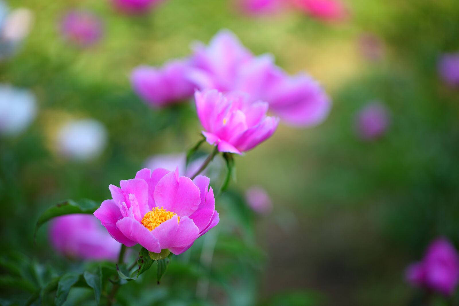 Canon EOS 5D Mark II sample photo. Nature, flowers, plants photography