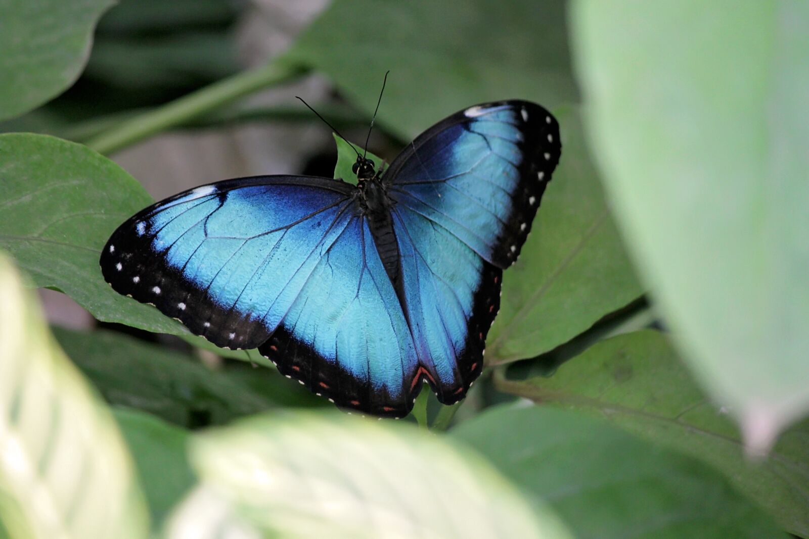 Canon EOS 500D (EOS Rebel T1i / EOS Kiss X3) sample photo. Butterflies, bug, nature photography