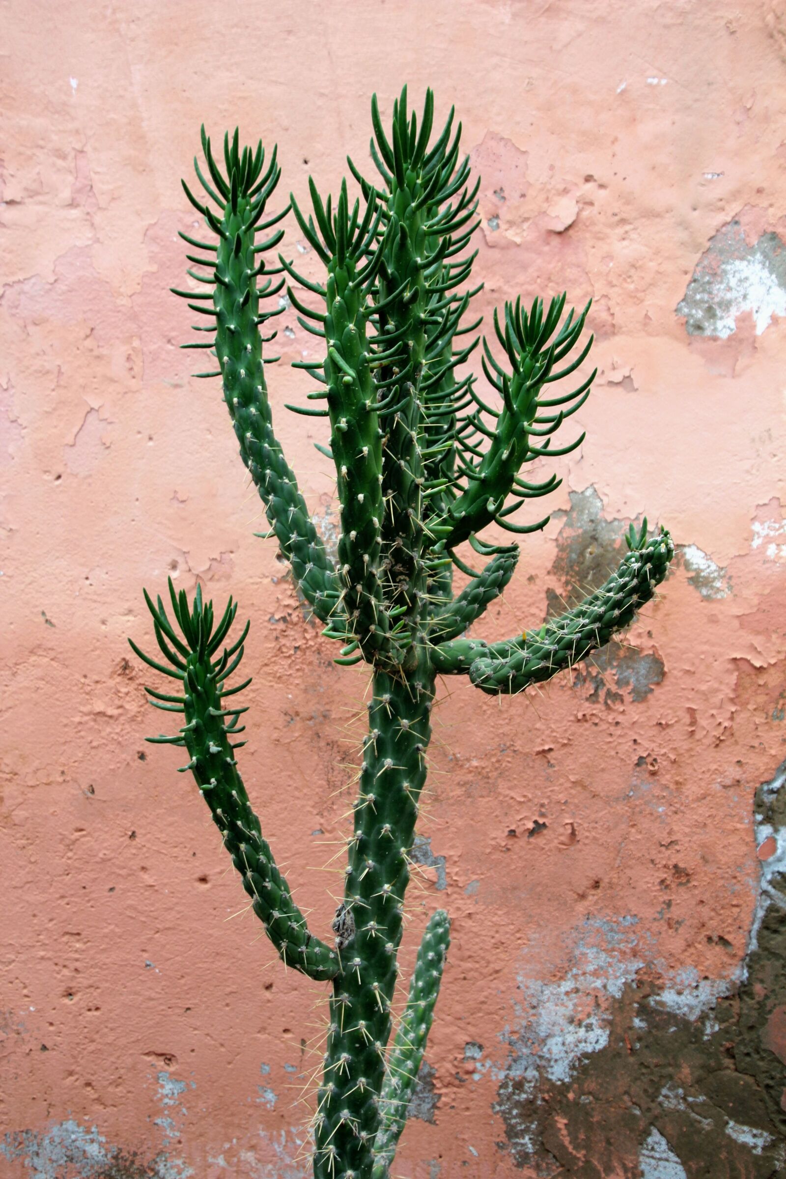 Canon EOS 60D sample photo. Cactus, plant, prickly photography