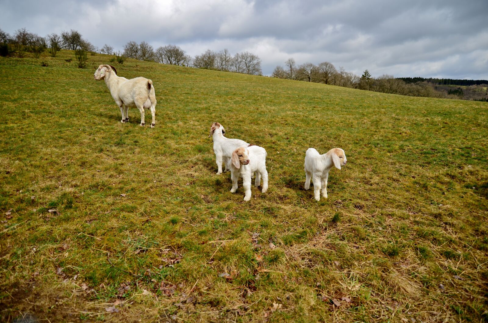 Nikon D600 sample photo. Goat, kids, spring photography